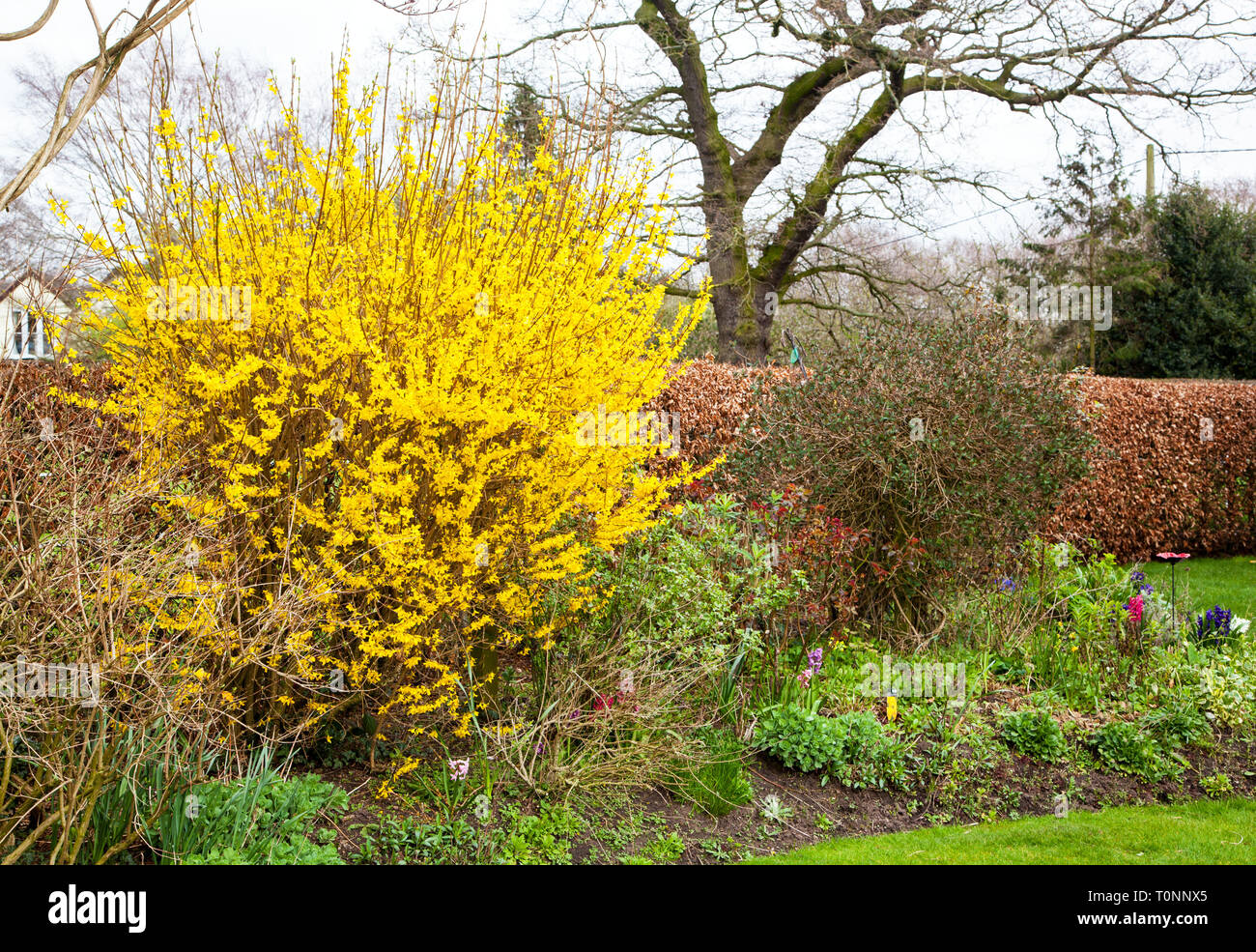 Yellow Forsythia bush in full bloom in the springtime in an English country garden Stock Photo