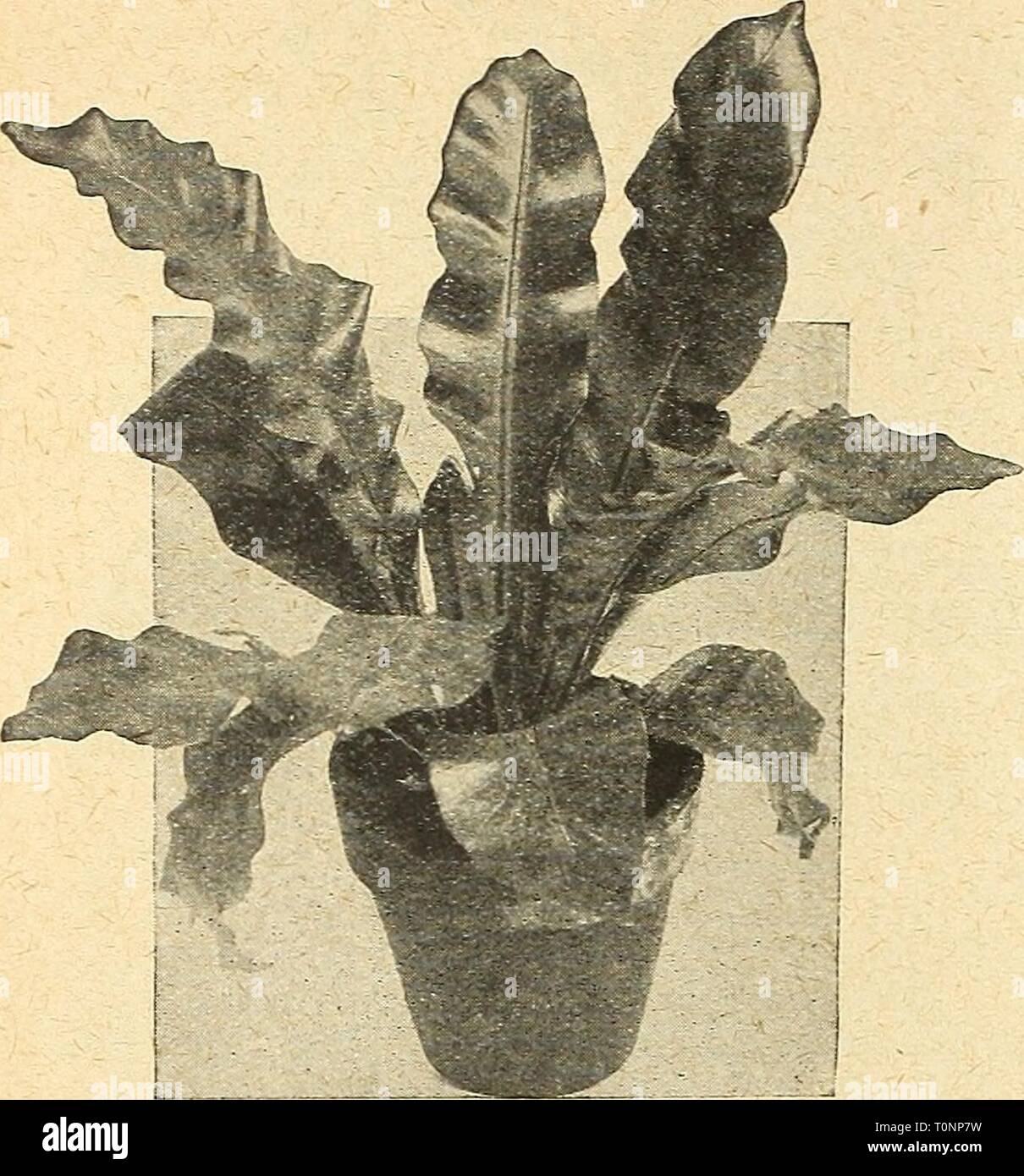 Dreer's autumn catalogue 1924 (1924) Dreer's autumn catalogue 1924  dreersautumncata1924henr Year: 1924  32 (flEHRyAJKEE^ ^ilLMlfl|    Aspi.ENiUM Nidus Avis (Bird's Nest Fern) Pteris Rivertoniana. The most distinct and desirable of the many crested forms of the Pteris. 2i-inch pots, 15 cts. each; 4-inch pots, 50 cts. each. Pteris Victoriae. Has narrow graceful foliage of a deep green color elegantly variegated with silvery-white, one of the prettiest of the variegated varieties. 4-inch pots, 50 cts. each. Pteris Wilsoni. Of compact habit, forming a very symmetrical plant. The bright green foli Stock Photo