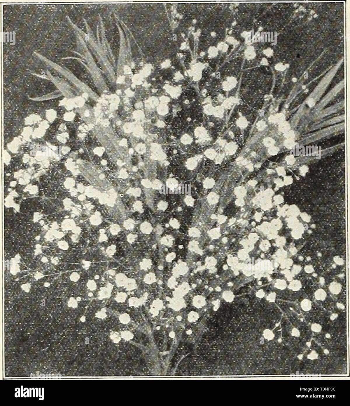 Dreer's autumn catalogue 1931 (1931) Dreer's autumn catalogue 1931  dreersautumncata1931henr Year: 1931  34 jjifflii HARDY PERENNIAL PIANTS &gt;H5wM|    Gypsophila, Bristol Fairy Euphorbia (Miik wort) Corollata (Flowering Spurge). A most showy and useful native plant, growing about 18 inches high; and bearing from June till August umbels of pure white flowers with a small green eye. 25 cts. each; $2.50 per doz.; $18.00 per 100. Choice Hardy Ferns Suitable positions for Hardy Ferns are to be found in almost every garden. With few exceptions they do best in a shady or semi-shady position in rich Stock Photo