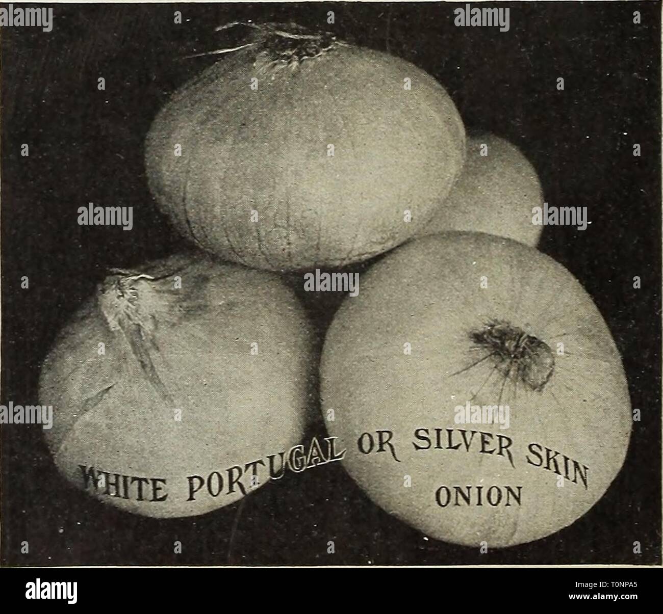 Mild Flavored Onions High Resolution Stock Photography and Images - Alamy