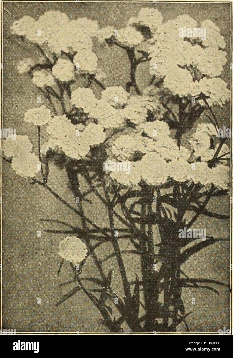 Dreer's autumn catalogue 1926 (1926) Dreer's autumn catalogue 1926  dreersautumncata1926henr Year: 1926  Achillea Ptarmica Fl. Pl. The Pearl ACONITUM AcOnitUm (Monkshood or Helmet Flower) Aconites form bushy clumps, and are invaluable for planting under trees or in shady or semi- shady positions. Fischeri. A dwarf variety growing 18 inches high, with very large pale blue flowers in September and October. '^1^ Sparks' Variety. The darkest blue of all; 30 inches high; flowers in June. 35 cts. each; $3.50 per doz.; $25.00 per 100. AjUga (Bugle) ,. A useful plant for the rockery and for carpeting  Stock Photo
