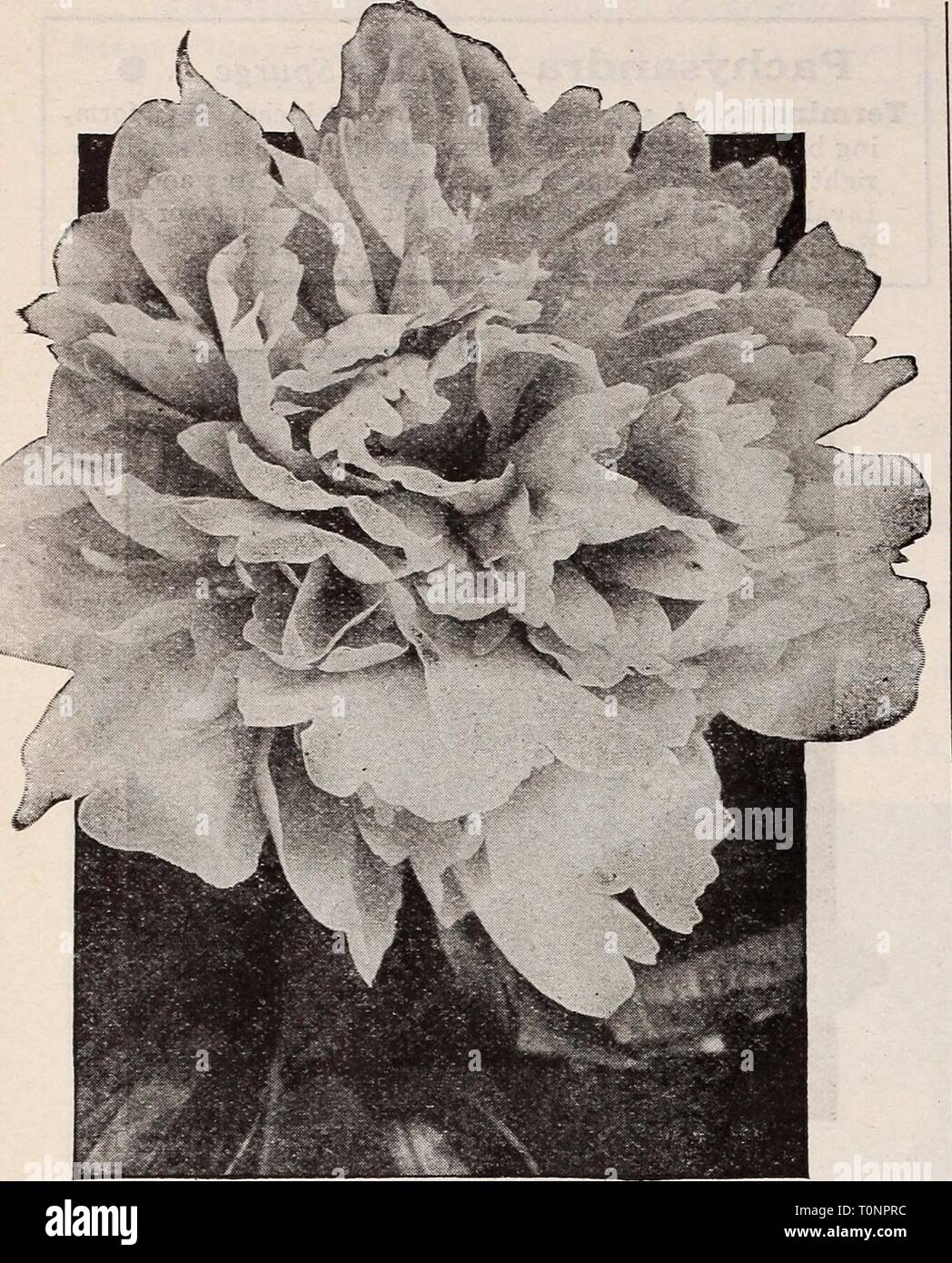 Dreer's bulbs plants, shrubs and Dreer's bulbs plants, shrubs and seeds for fall planting : autumn 1937  dreersbulbsplant1937henr Year: 1937  Dreer Quality HARDY PERENNIAL PLANTS for Fall Planting    Peony, Festiva Maxima Beautiful Double Peonies Peonies are indispensable. They bring to the spring garden masses of large showy flowers carried on fine strong stems. Tn addition to their value for garden display they also enjoy the greatest popularity because they are splendid for cutting. Albert Crousse (Tall, Late). Very large, rosy white flowers flecked crimson. A free bloomer; splendid for cut Stock Photo
