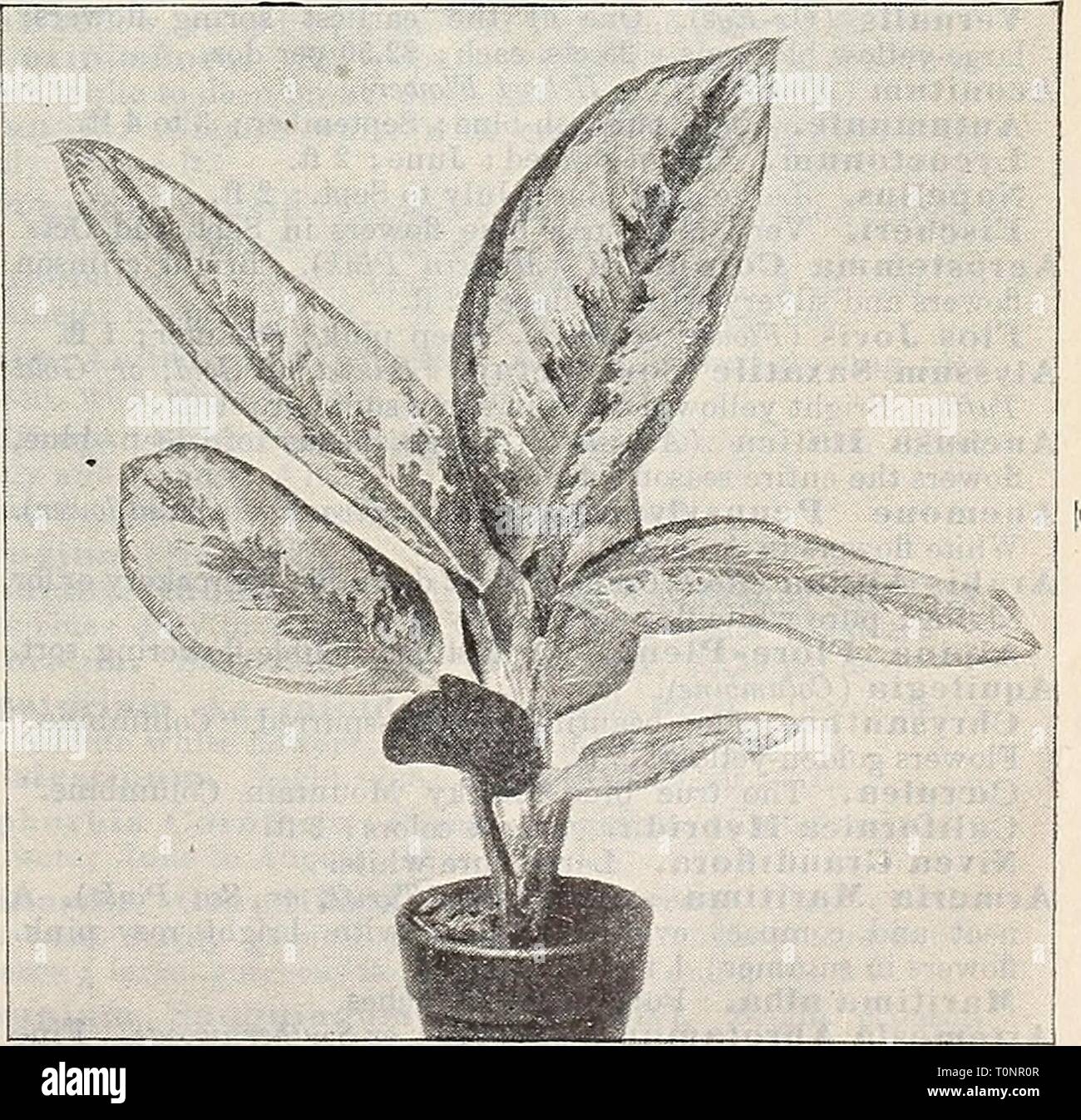Dreer's autumn catalogue 1906 (1906) Dreer's autumn catalogue 1906  dreersautumncata1906henr Year: 1906  Chinese Fkinged Primrose. PHII^ODCNDRON. 3pectablllS. An interesting stove plant with large heart- shaped dark green leaves, with light veins. 52.50 each. PertUSUm. A stove plant of climbing habit, with large perforated leaves of grotesque appearance. $1.50 each. PHYLI^OT^NIUM. Lindeni. A handsome stove plant with attractive light green hastate leaves, the broad rib and veins creamy-white. 75 cts. each. Lindeni Magnificum. A variety of the above with much larger leaves, and with the variega Stock Photo