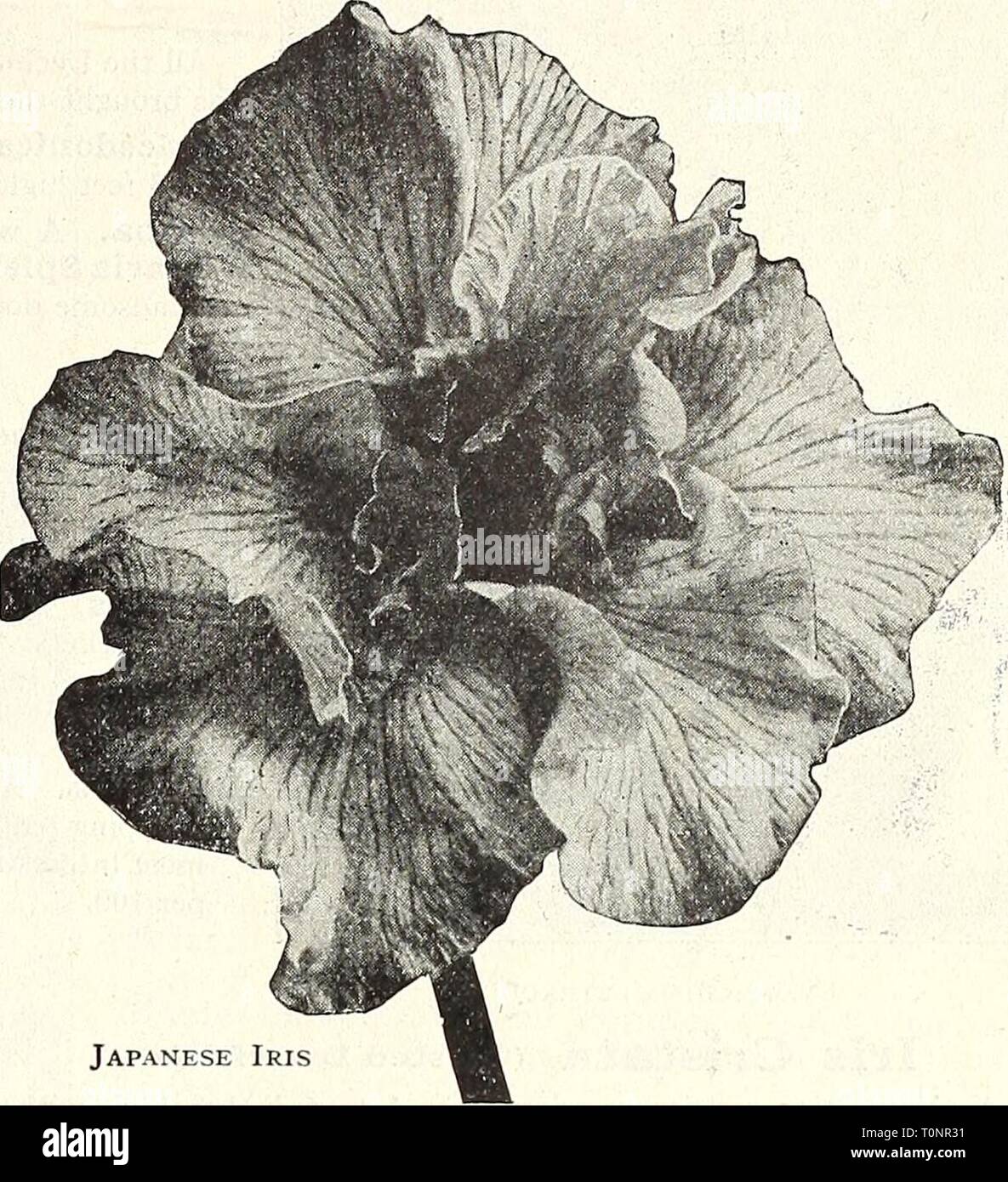 Dreer's autumn catalogue 1931 (1931) Dreer's autumn catalogue 1931  dreersautumncata1931henr Year: 1931  pWjyA-BBEE^ HARDY PERENNIAL PIANTS I 37 Japanese IriS (Iris Kaempferi) The improved forms of this beautiful flower have placed them in the same rank popularly as the Hardy Phloxes and Peonies. Coming into flower about the middle of June, and continuing for 3 to 4 weeks they fill in a period when flowers of this attractive type are particularly welcome. They succeed in almost any soil and position, but like rich soil and plenty of water when they are forming their buds and develop- ing their Stock Photo