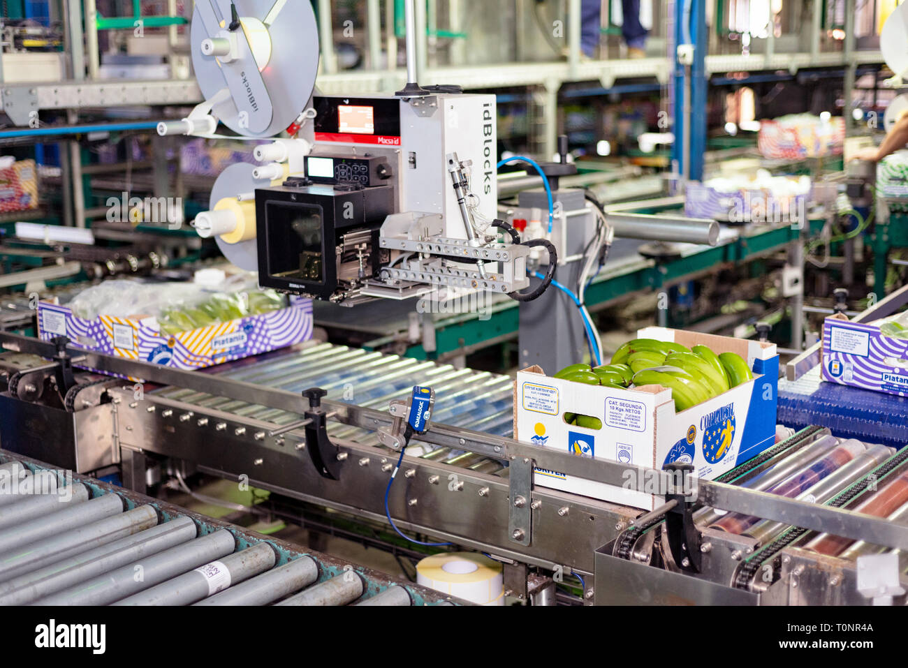 Tenerife, Spain - January 3, 2018 : Banana factory packaging line in Tenerife, Canary islands Spain Stock Photo