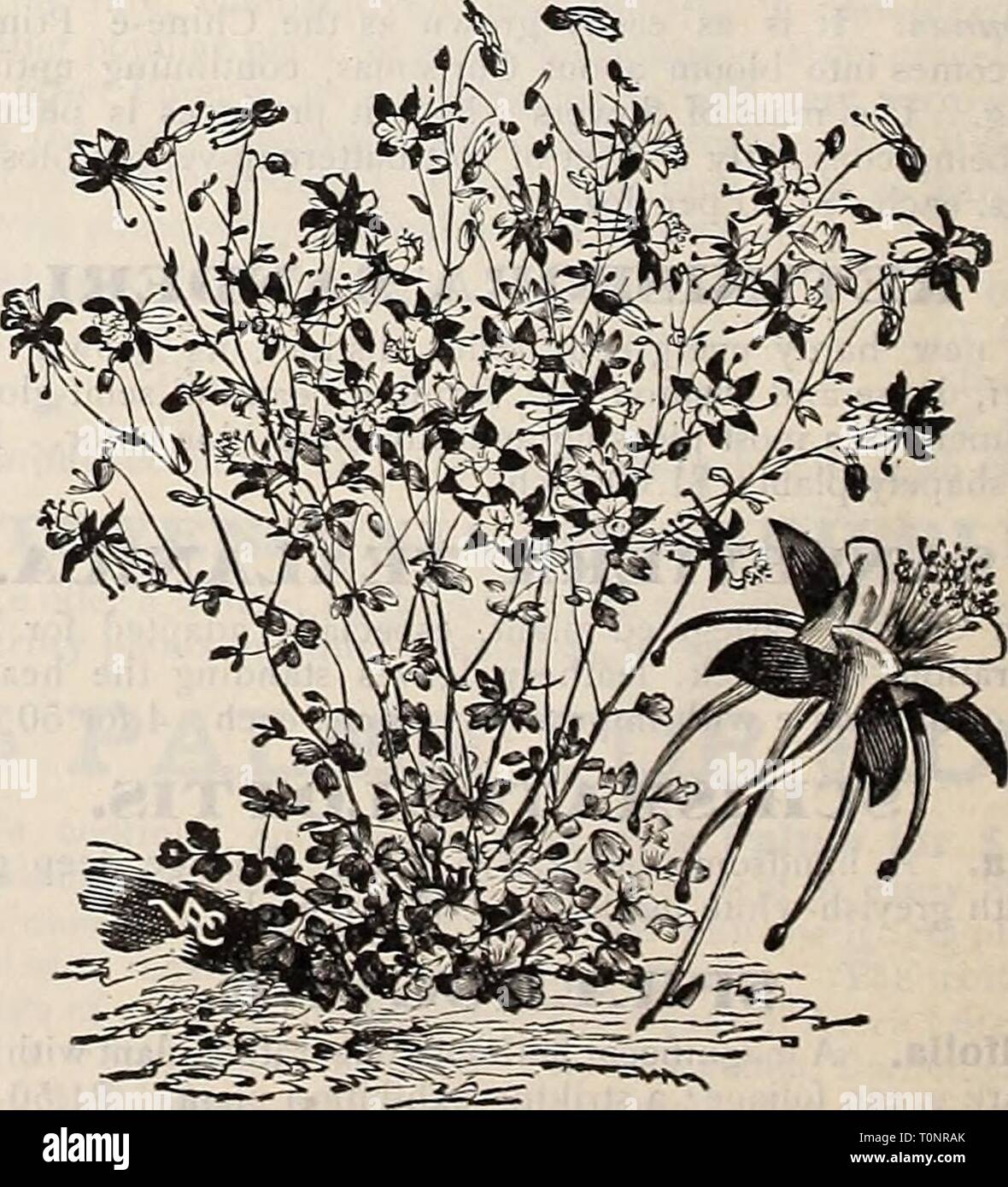 Dreer's autumn catalogue 1906 (1906) Dreer's autumn catalogue 1906  dreersautumncata1906henr Year: 1906  Aster Grandiflorus. A.chillea [BlUfoil or Tarroio). ' The Pearl.' Pure white, flowers allsummeir; 2 fl. niipendiila {Noble Tai''ow. Large corymbs; golden yel- low ; July ; 2 ft. Millefolium Rosenxa '.Rofsy W!/oil). Rosy pink; blooms all summer; 18 inches. Eupatorium {Fern-leaved Yarrow). Brilliant yellow; 4 ft. Tomentosa (Woolly Yarrow). Golden yellow; June. Adonis Pyrenaica. Orange-yellow; May. 25 cts. each; $2.50 per doz. Vernalis {Ox-Eye). One cf the earliest spring flowers; large yello Stock Photo
