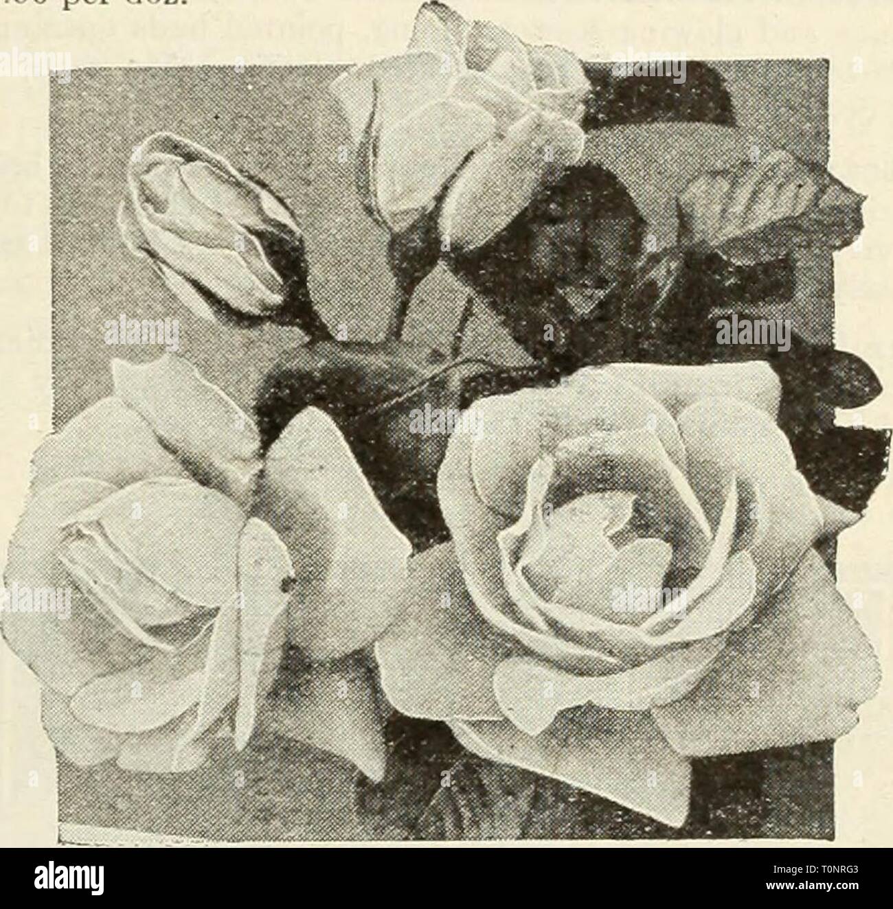 Dreer's autumn catalog of bulbs Dreer's autumn catalog of bulbs plants, shrubs, and seeds for fall planting  dreersautumncata1935henr Year: 1935  Little Beauty Little Beauty Howard & Smith, 1935. Patent Pending. The herald of an entirely new race of everblooming Roses. Splendid for garden display because it combines mass color effect with quantity of blooms borne throughout the season. The color of the formally arranged blooms is a brilliant cerise of wonderful purity. As the flowers pass their prime they assume a pleasing soft deep pink of a warmth that is distinctly attractive. An enchanting Stock Photo