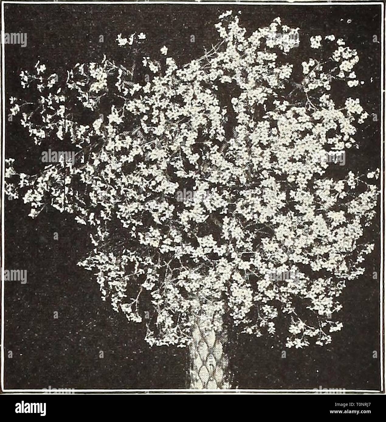 Dreer's autumn catalogue 1922 (1922) Dreer's autumn catalogue 1922  dreersautumncata1922henr Year: 1922  /flEHiyMM^iS^i5lMdM.l&||iifeU^iikf^ 39 GYPSOPHILA (Baby. Breath) TheGypsophilas will thrive in any soil in a sunny position, and on ac- count of their gracefully arranged large panicles of minute flowers should be in every garden. Cerastioides. A fine variety for the rockery, growing but 3 inches high, and producing from June to August small white flowers marked witli pink. Paniculata. A beautiful old-fashioned plant, possessing a urace not found in any other perennial. When in bloom during Stock Photo