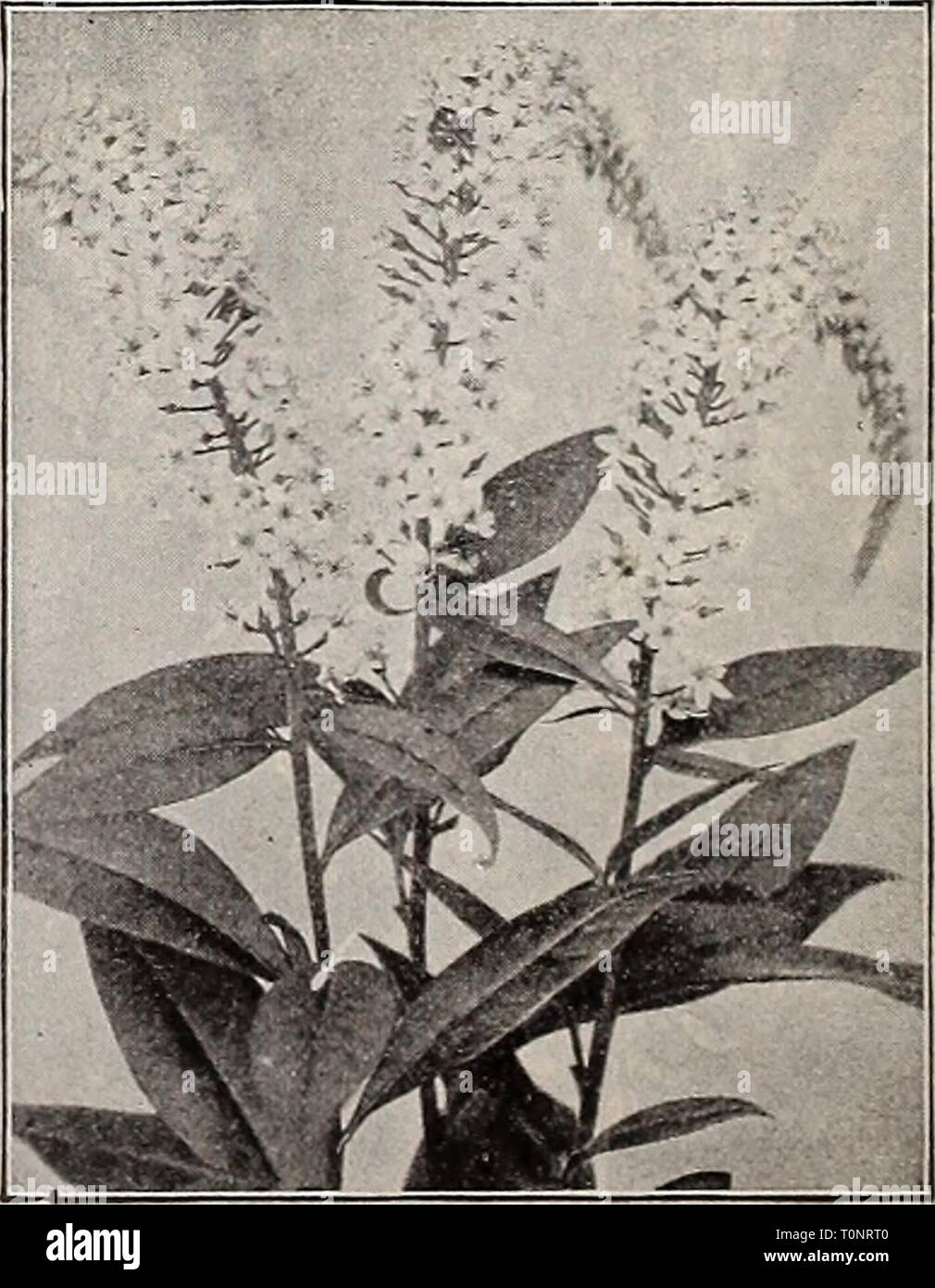 Dreer's autumn catalogue 1906 (1906) Dreer's autumn catalogue 1906  dreersautumncata1906henr Year: 1906  Hemekocallis Florham. Glechoma, or Nepeta ( Variegated Groundsel, or Ground Ivy). A valuable creeper for rockery. 10 cts. each; $1.00 per doz. Gjpsophila Paiiiculata (Baby's Breath). Large panicles ot minute white flowers in August and September; 3 ft. Pauiculata H. pi. A new double-flowering variety. 35 cts. each ; §3.50 per doz. Repeus. A trailing variety, pure white, tinged pink. Heieniuin Aiitumnale Superba (Suewe-wor^). Deep golden- yellow flowers ; August and September; 5 to 6 ft. Gra Stock Photo