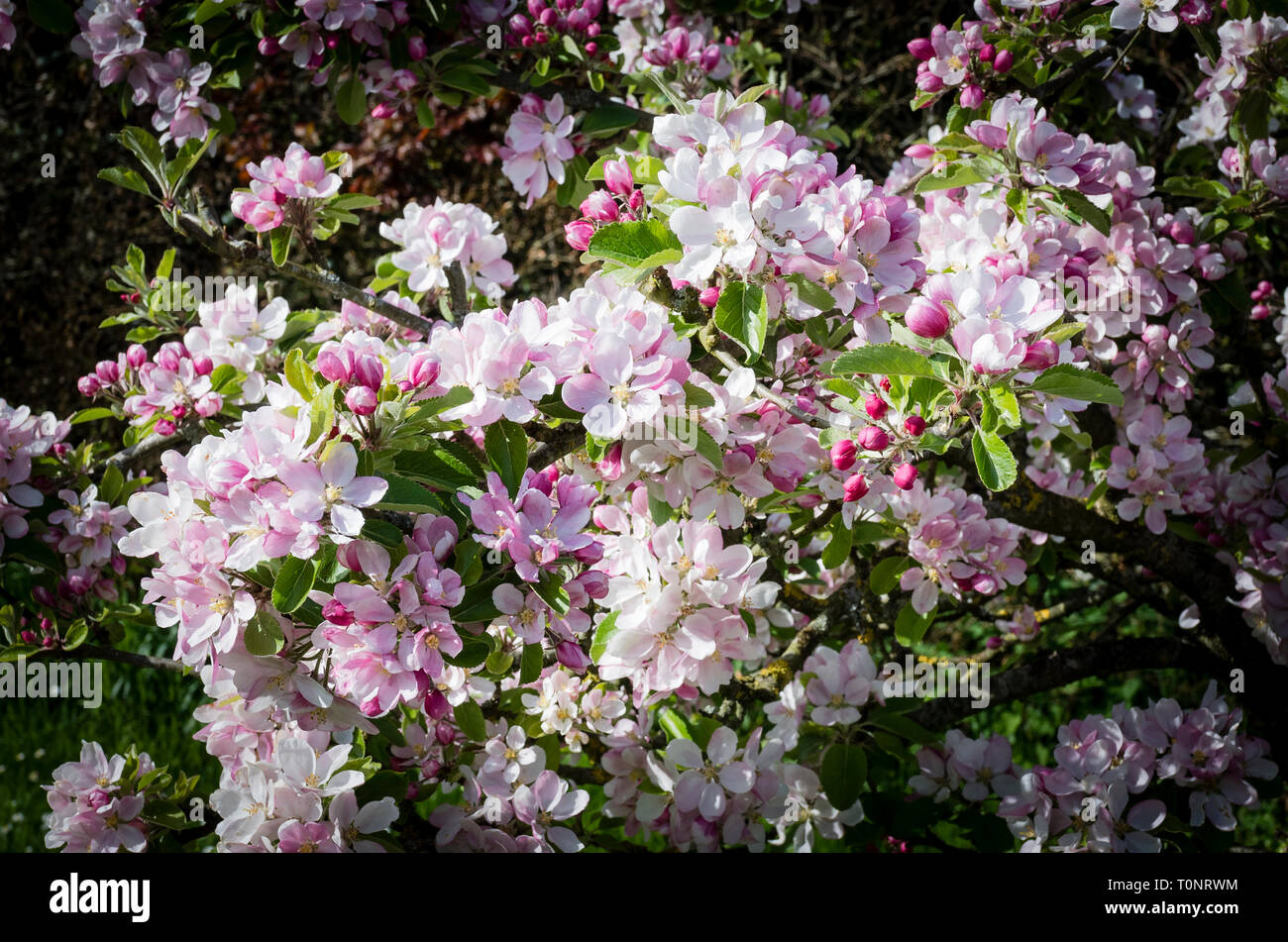 Spring blossom on Malus domestica Sunset in an English garden in May Stock Photo