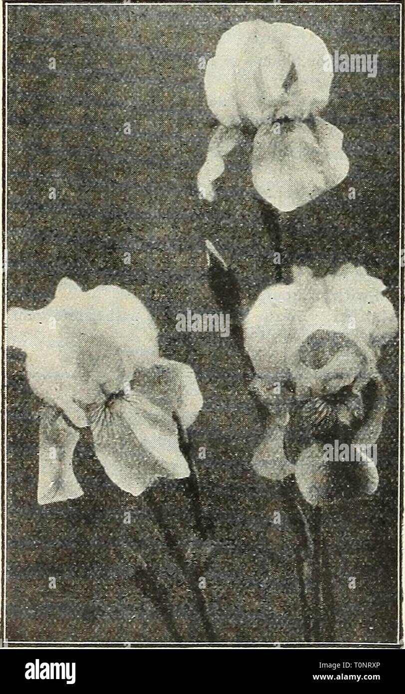 Dreer's autumn catalogue 1929 (1929) Dreer's autumn catalogue 1929  dreersautumncata1929henr Year: 1929  38 Various Iris We offer below some of the very finest species and varieties Iris Interregna An interesting type, the result of crossing /. germanica with I. pumila hybrida. They bloom earlier than the German Iris, and the flowers combine perfection of form with large size and clear and decided colors. The foliage is dwarf, and maintains its freshness throughout the season. The flower stems are almost 18 inches high, holding the flowers well above the foliage. Fritjof. Standards lavender, f Stock Photo