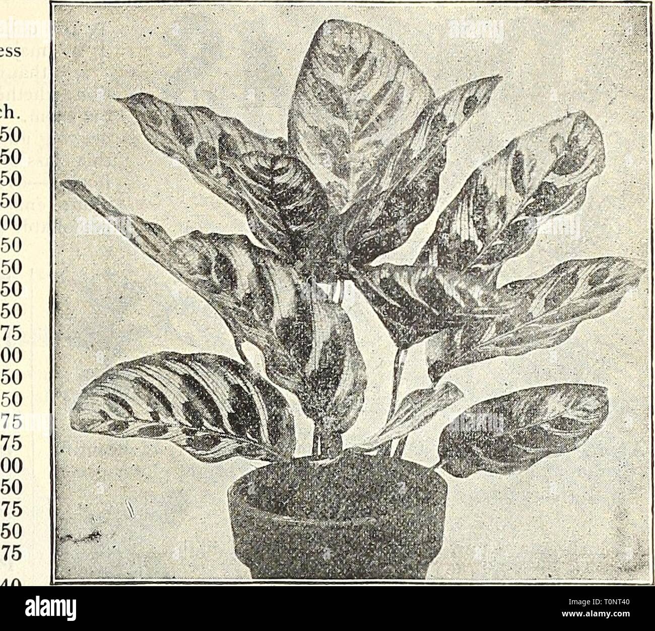 Dreer's 1908 autumn catalogue (1908) Dreer's 1908 autumn catalogue  dreers1908autumn1908henr Year: 1908  IHmRrADREa^Pl1llAD^LPHlAâ ^&gt;Aâ l^cARDEH^Â°oliEEhHoysE piANis; MARANTA. Valuable decorative stove plants, remarkable for the richness and beauty of their varied foliage. Each. Luciana |0 50 riakoyana 50 Masangeana (True).. riedia PIcta Mosella 1 Musaica Porteana Pulchella Regyana Rosea Lineata Sanderi 1 Spitzeriana Albert! Amabilis Bachemiana ... BambusÂ£efolia . Bella Costata Glabra Chantrieri Dealbata Eximea Qouletti Goveniana Illustris Iconlfera Each. .10 50 50 50 50 . 25 . 75 . 50 50  Stock Photo