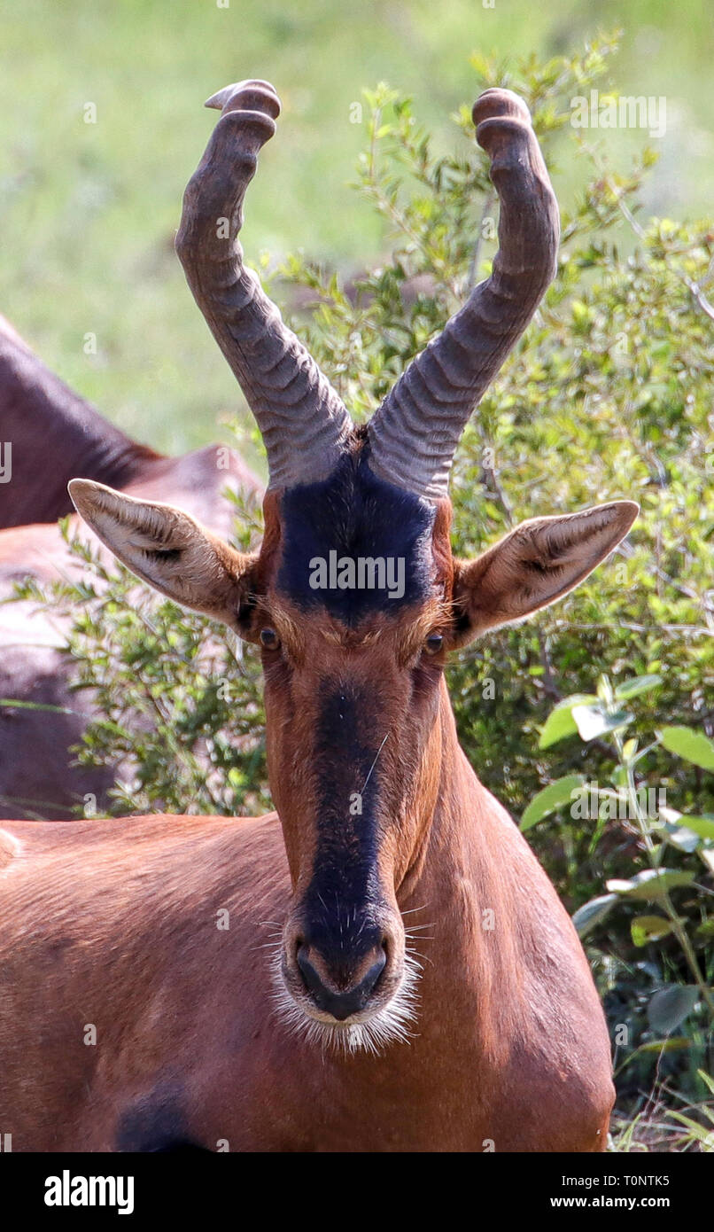 Portrait of a Red Hartebeest Stock Photo