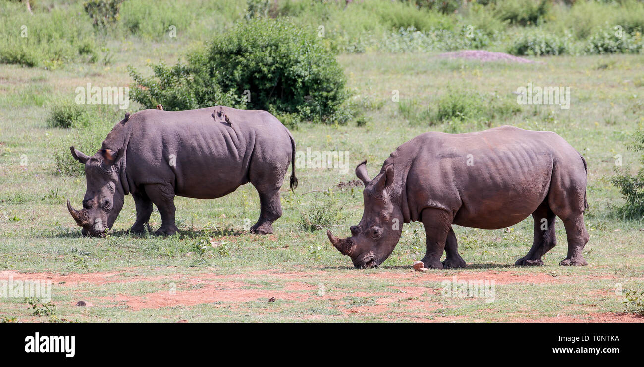 Whit Rhinos grazing in front of Mhondoro Game Lodge Stock Photo