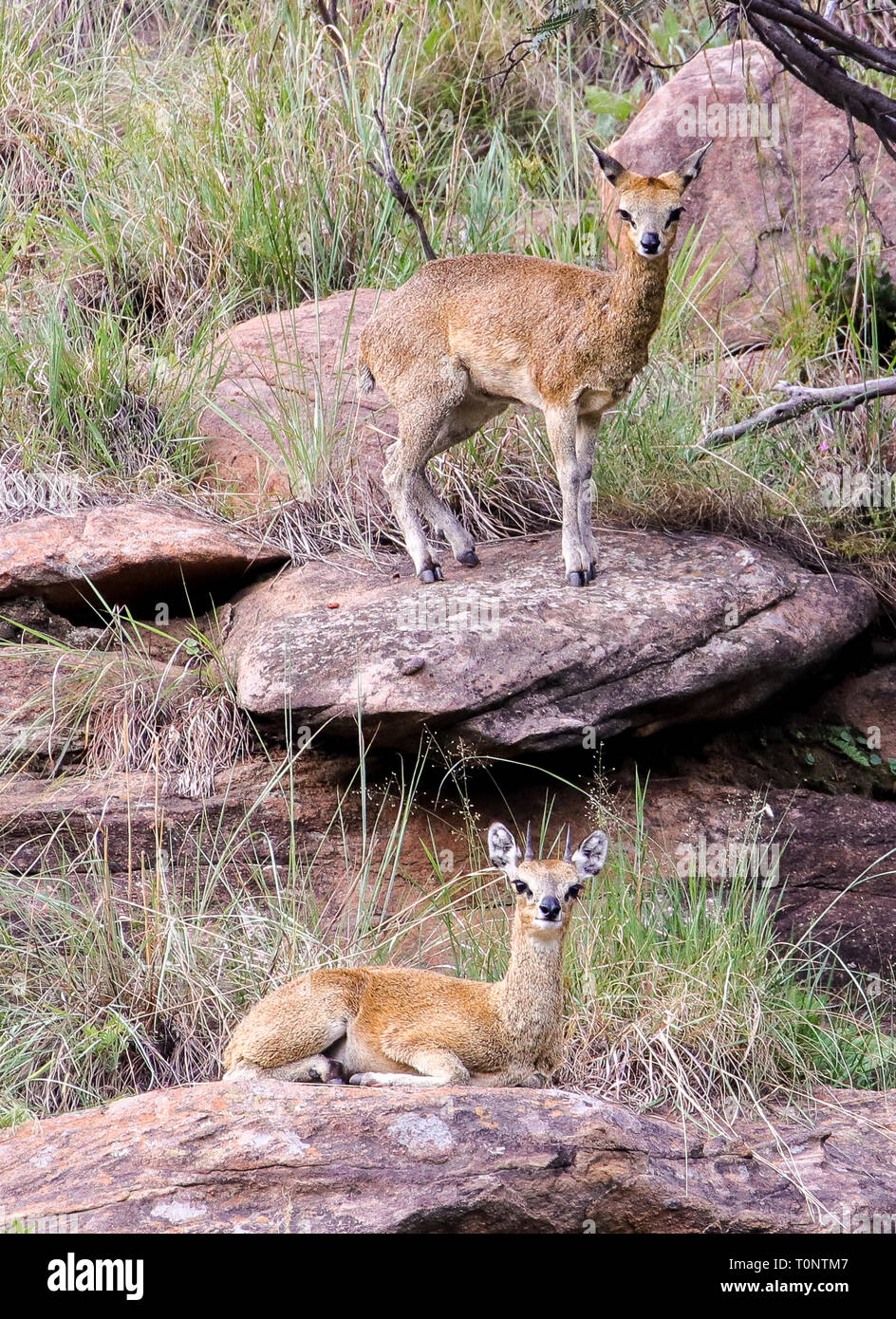A pair of Klipspringers on a rocky outcrop Stock Photo