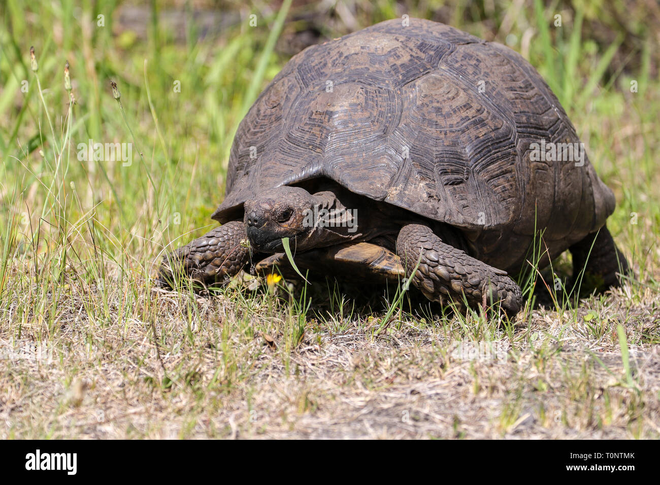 Mountain Tortoise Stock Photo