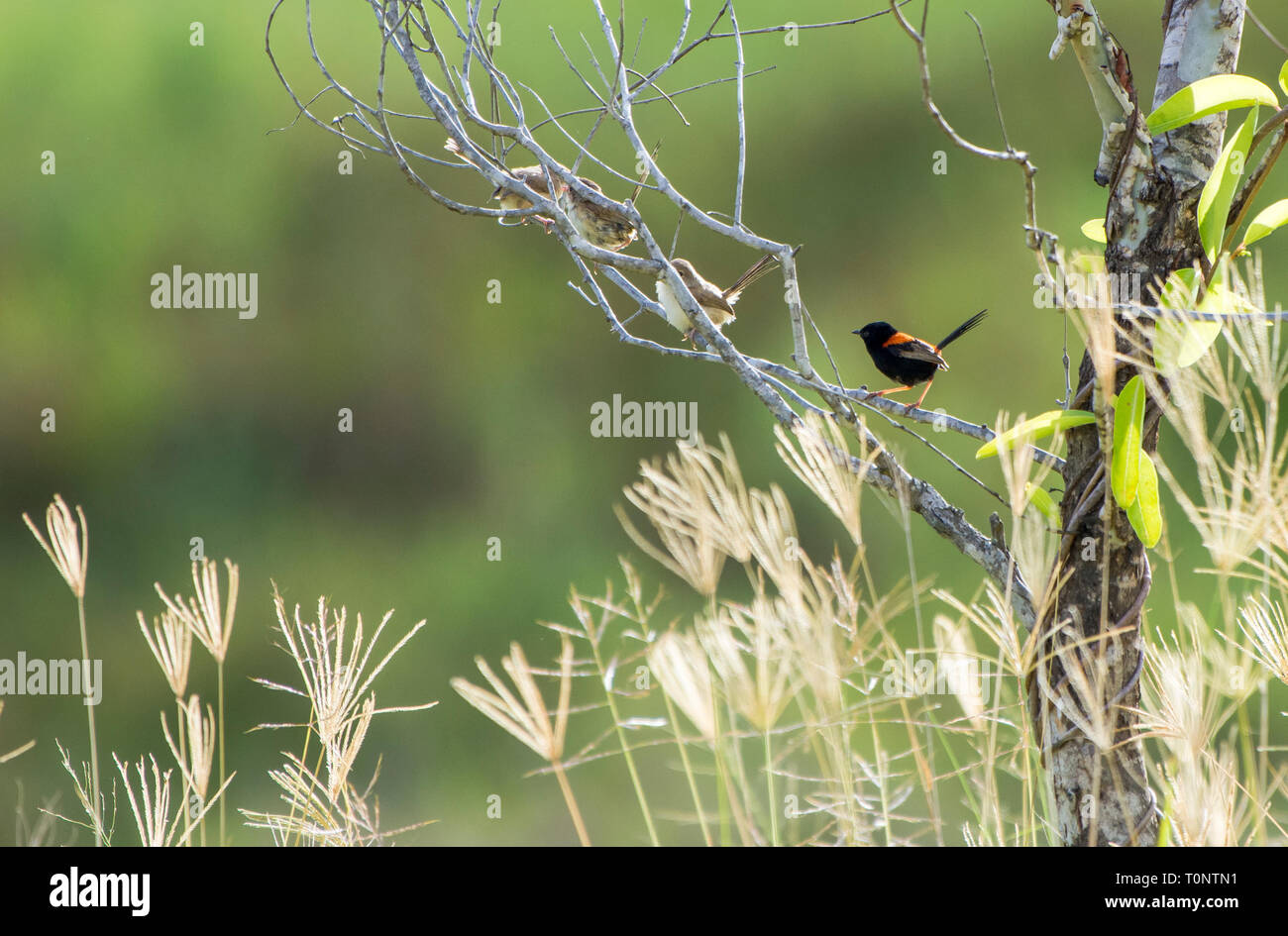Red-Backed Fairy-wrens (Malurus melanocephalus) socialising. Stock Photo