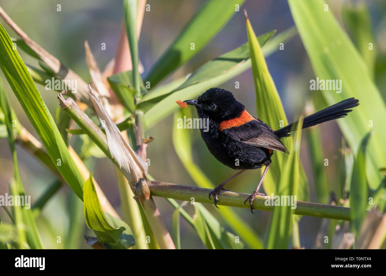 A Red-Backed Fairy-wren (Malurus melanocephalus) with a red feather in its beak, probably to attract a female. Stock Photo