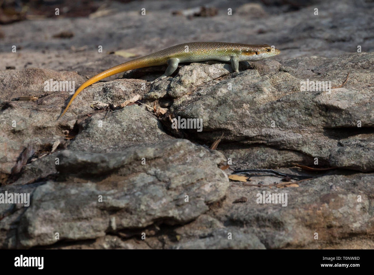 Common Lizard basking on some rocks at Hlane Game reserve Swaziland Stock Photo
