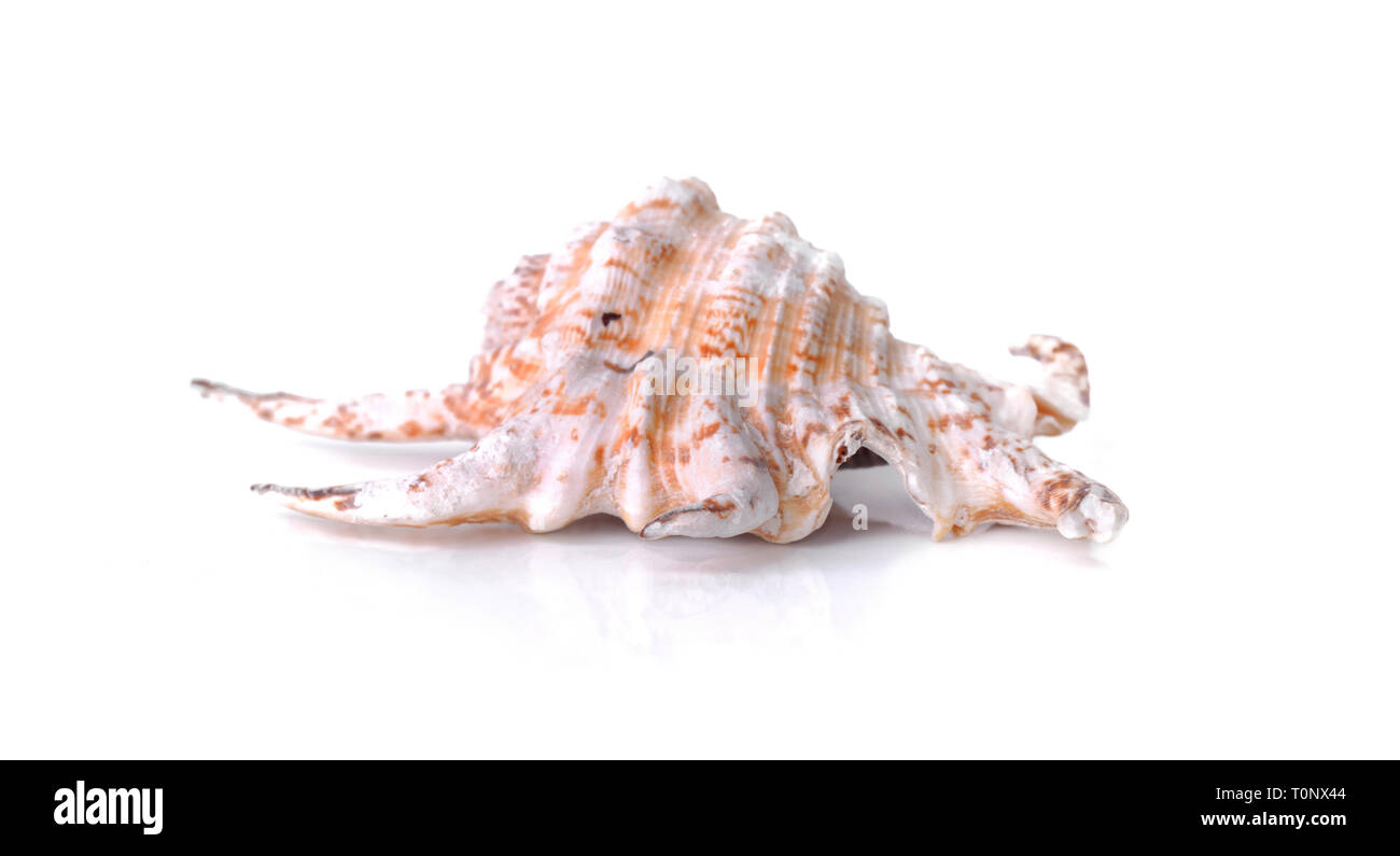 beautiful seashell isolated on white background Stock Photo