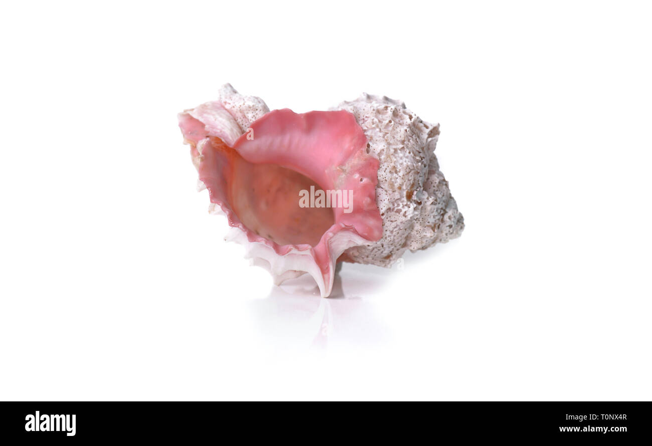 Seashell pink Cut Out Stock Images & Pictures - Alamy