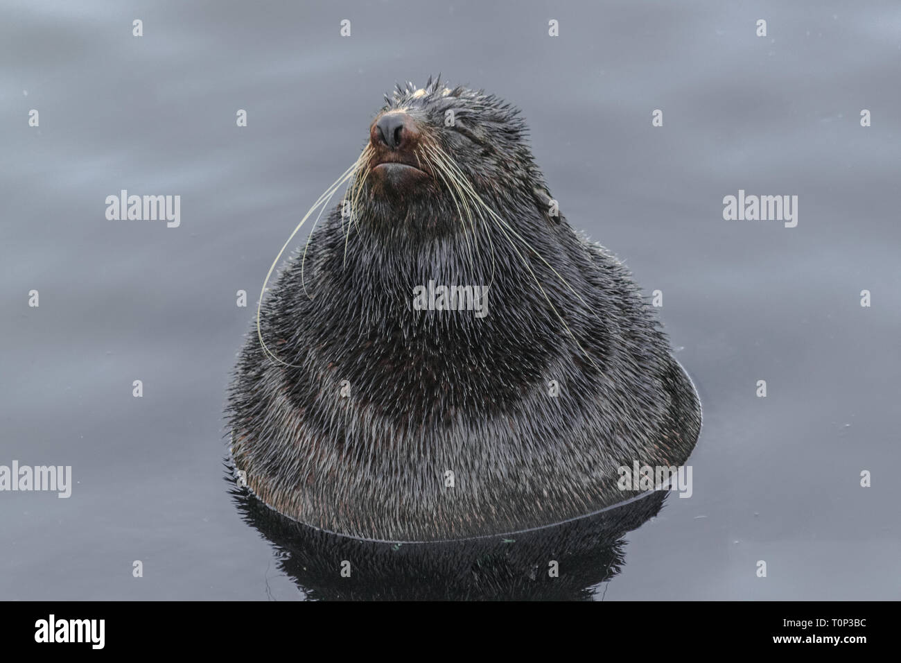 Northern fur seal (Callorhinus ursinus), very relaxed in the water, like in a spa Stock Photo