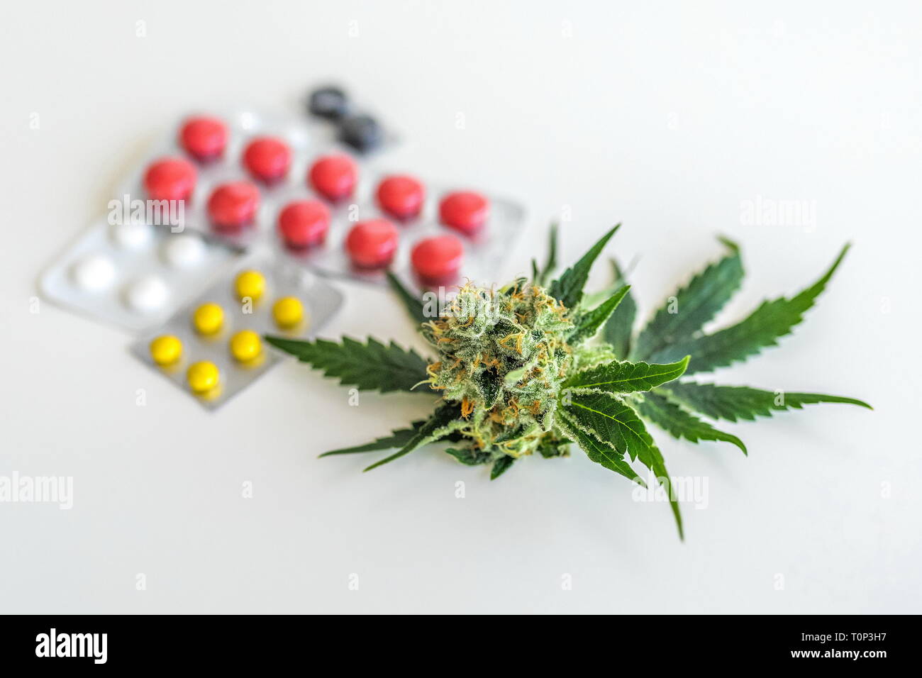 Hemp cones hires stock photography and images Alamy