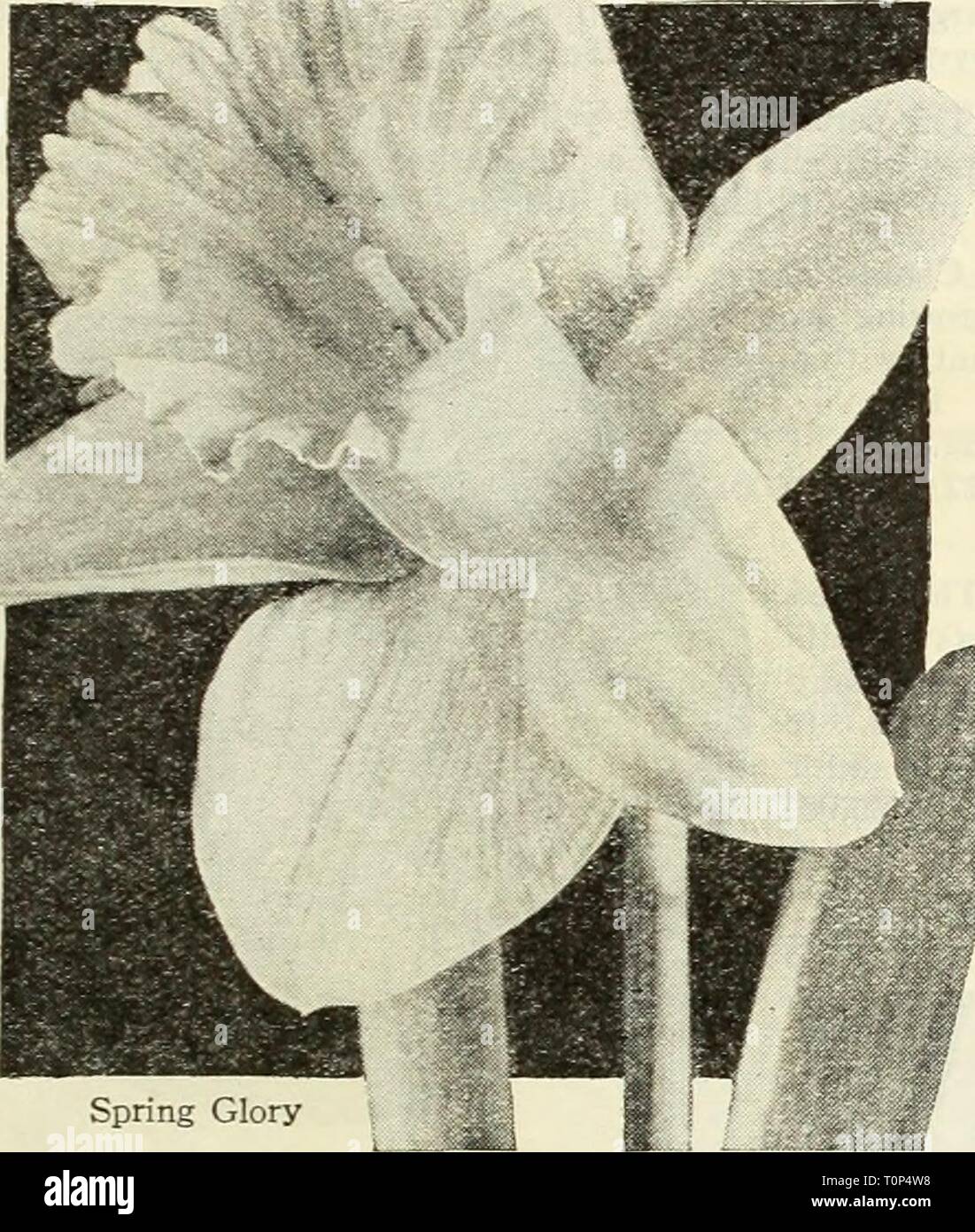 Dreer's bulbs  plants, shrubs, Dreer's bulbs : plants, shrubs, and seeds for fall planting  dreersbulbsplant1936henr Year: 1936  Narcissus or Daffodils Prince of Wales. A show&gt;%%%% well-fonned flower of bold and stately appearance. The color is a lovely uniform light yellow that gives a splendid contrast against the vigorous rich green foliage. 3 for 45c; 12 for $1.50; 100 for $11.00. Robert Sydenham. Massive, well-proportioned blooms with wide overlapping perianth petals of a clear yellow with a very large, well expanded and nicely frilled golden yellow trumpet. Grows 18 to 20 inches high. Stock Photo