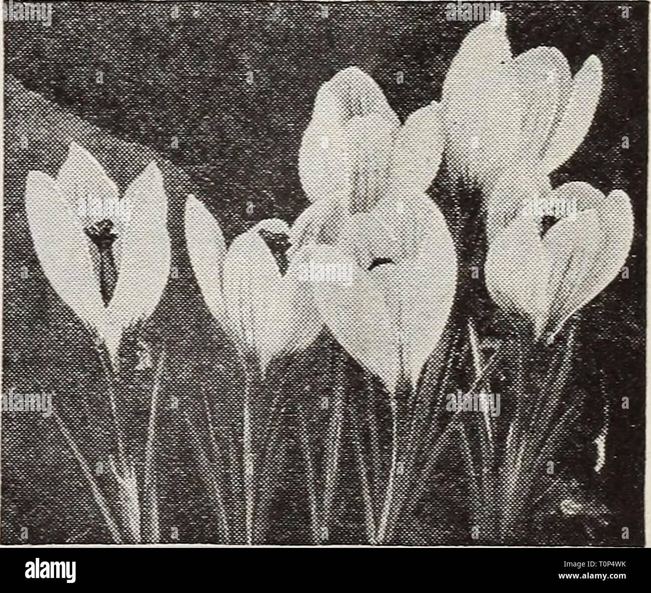 Dreer's bulbs plants, shrubs and Dreer's bulbs plants, shrubs and seeds for fall planting : autumn 1937  dreersbulbsplant1937henr Year: 1937  Chionodoxa sardensis brings to the spring garden lovely flowers of a rich deep blue year after year.    Crocus are indispensable in the spring garden. Collections of Giant-Flowering Crocus These collections contain the 6 Giant- Flowering varieties described on this page. They will give you a splendid spot of color in your garden. 36 bulbs, 6 of each variety for $1.35 72 bulbs, 12 of each variety for 2.60 150 bulbs, 25 of each variety for 4.75 300 bulbs,  Stock Photo