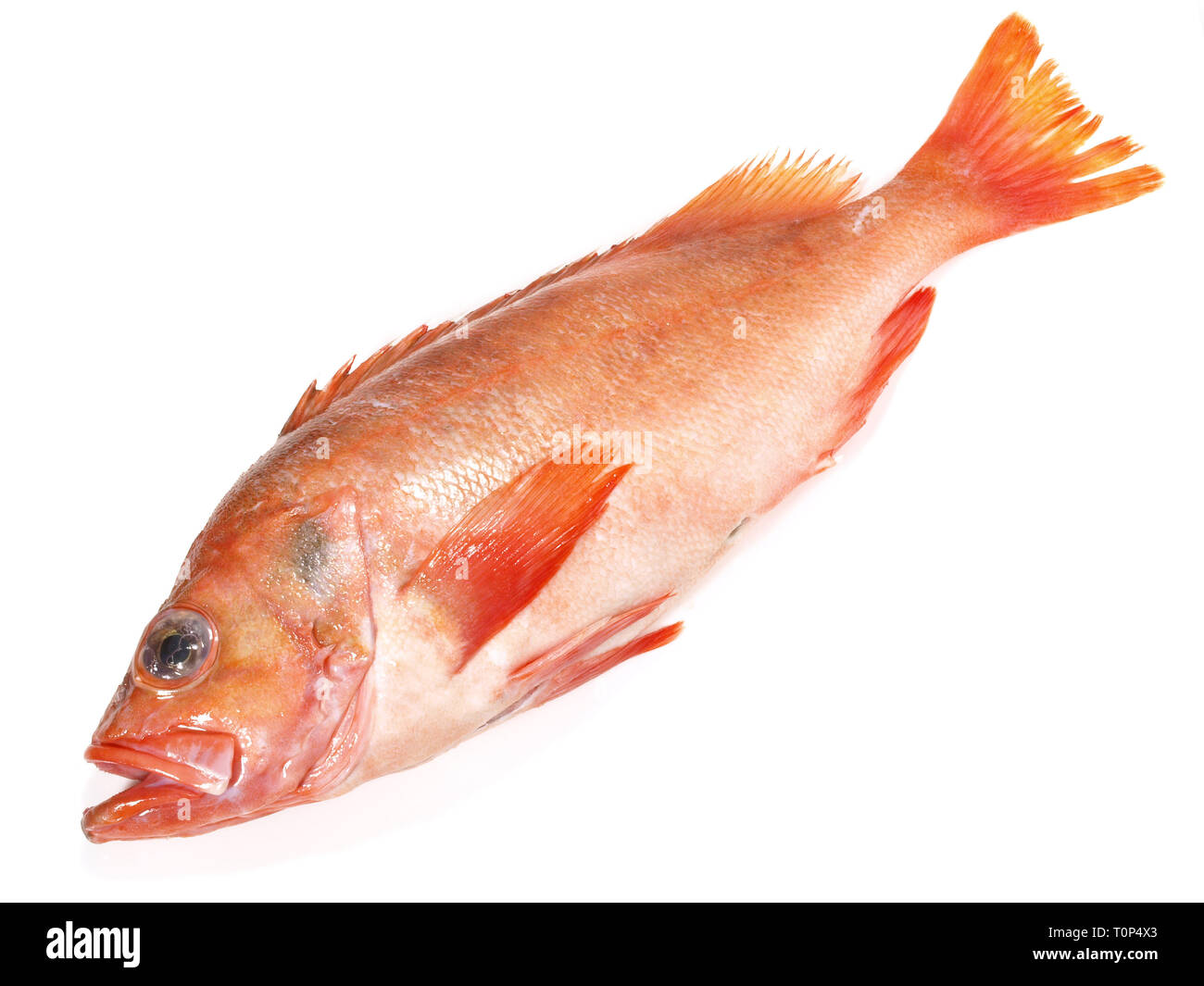 Red Perch on white Background Stock Photo