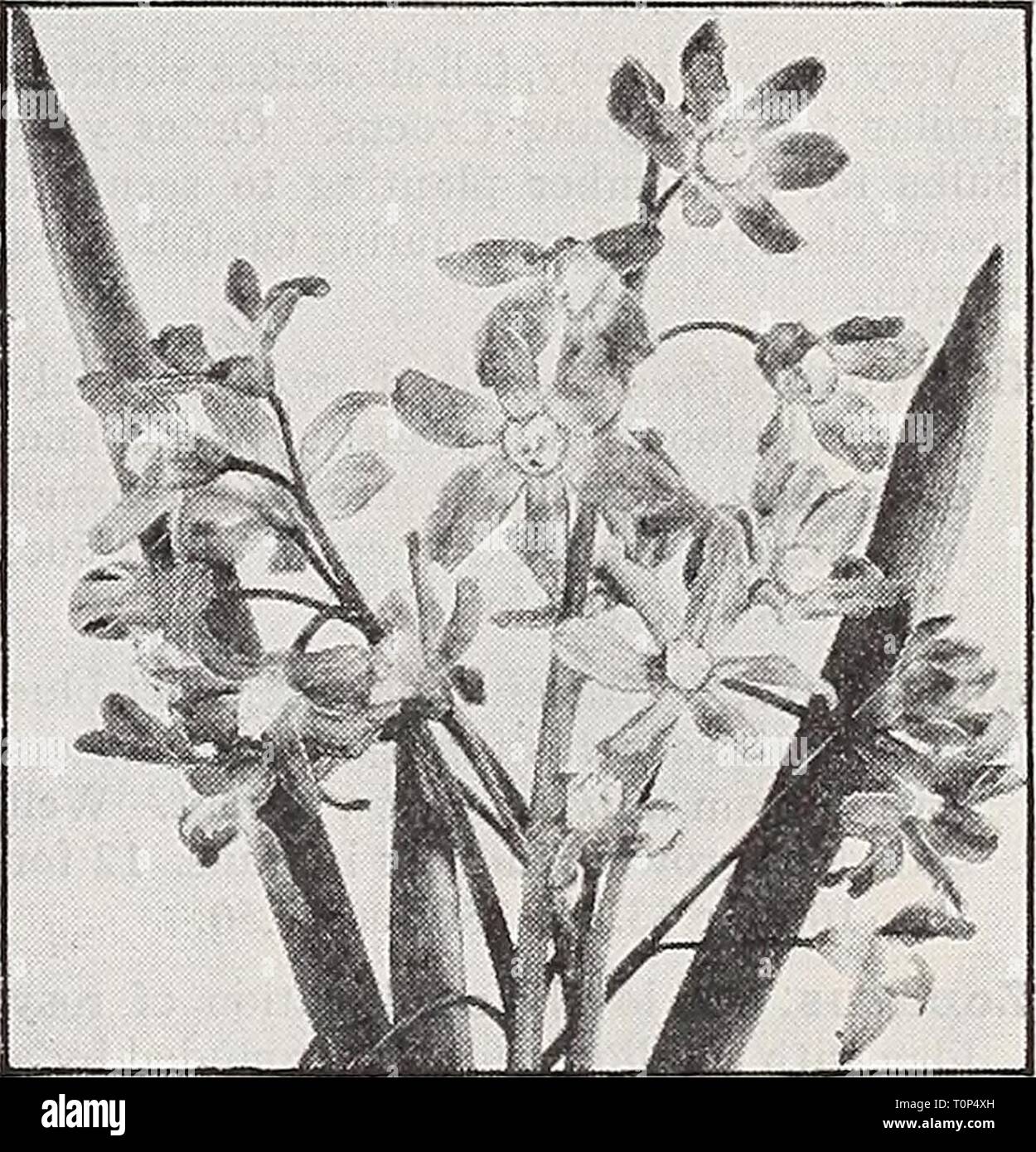 Dreer's bulbs, plants, roses, shrubs, Dreer's bulbs, plants, roses, shrubs, seeds for autumn planting 1938  dreersbulbsplant1938henr Year: 1938  Chionodoxa Luciliae has graceful '1 O fof large blooms of deep sky blue 'â ^J'-' sliading to white in the center. ^^ir*    Chionodoxa sardensis brings to 10 fQf the spring garden lovely flowers of *-^ J a rich deep blue year after year. ^Oo Stock Photo