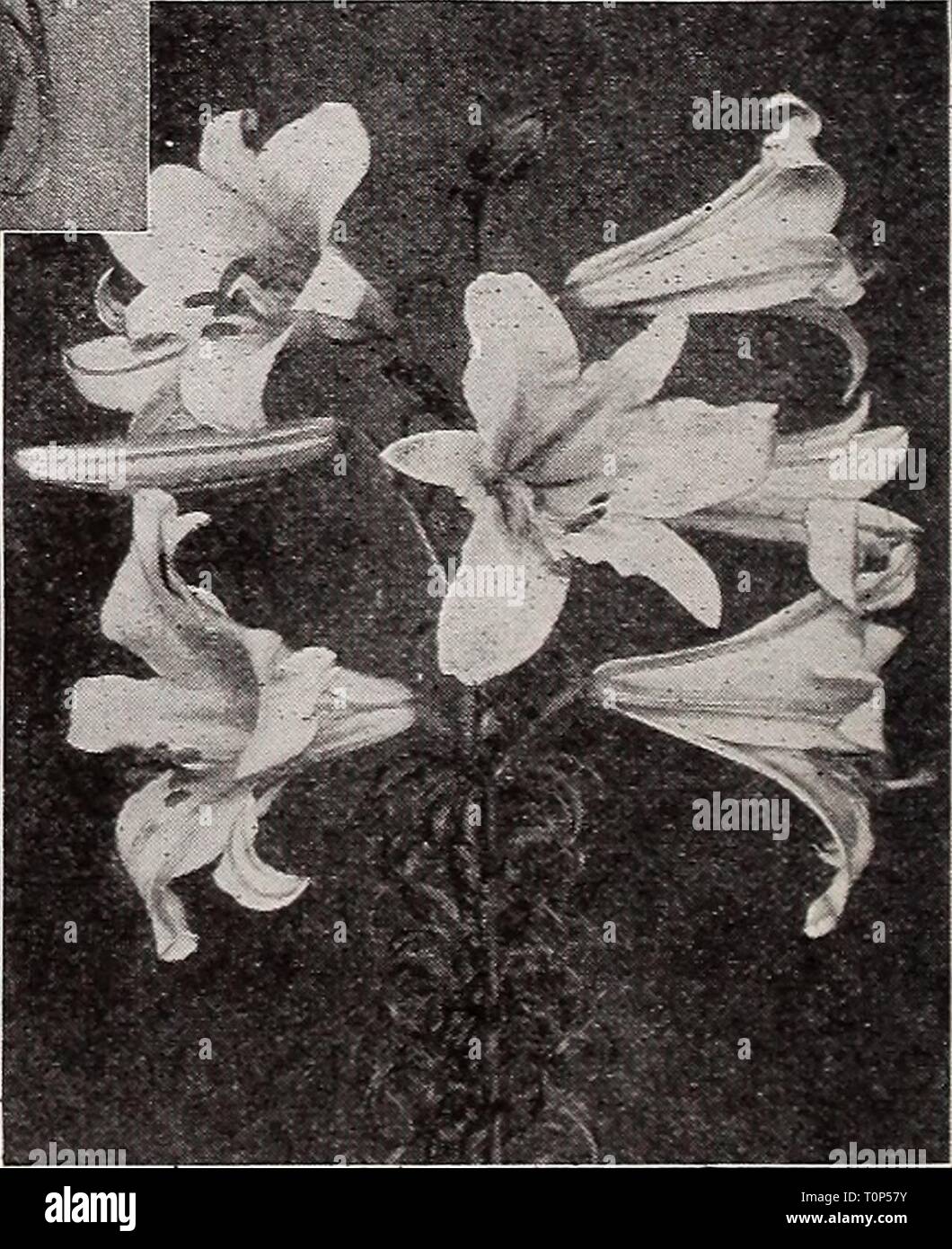 Dreer's autumn catalogue (1933) Dreer's autumn catalogue  dreersautumncata1933henr Year: 1933  Lilium PniLippiNEXbL I uR.MubvM.M Philippinense Formosanum One of the most wonderful Lilies in existence. Flowers of purest white tinted rose outside, about the same size and form as the Easter Lily with same delightful fragrance. They are excellent both for pot culture and the garden, and invaluable for cutting. Under moderate climate will flower continuously year after year; perfectly hardy under severest climatic conditions if protected by mulch or snow. Ready in October. Large, flowering size bul Stock Photo