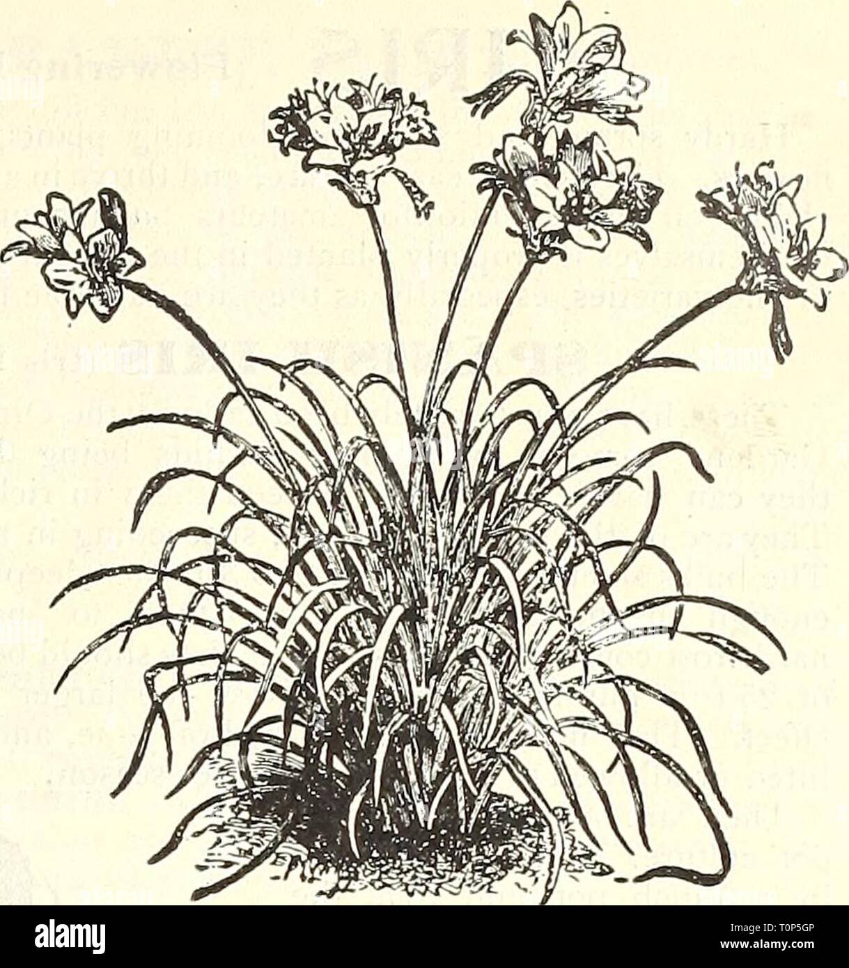 Dreer S Autumn 1902 Catalogue 1902 Dreer S Autumn 1902 Catalogue Dreersautumn19021902henr Year 1902 Dreer S Autumn Catalogue 1902 21 Heiflerocallis Yeiiow Day Tiiy Aurantiaca Flajor A New Japanese Variety Of Vigorous Habit And Very