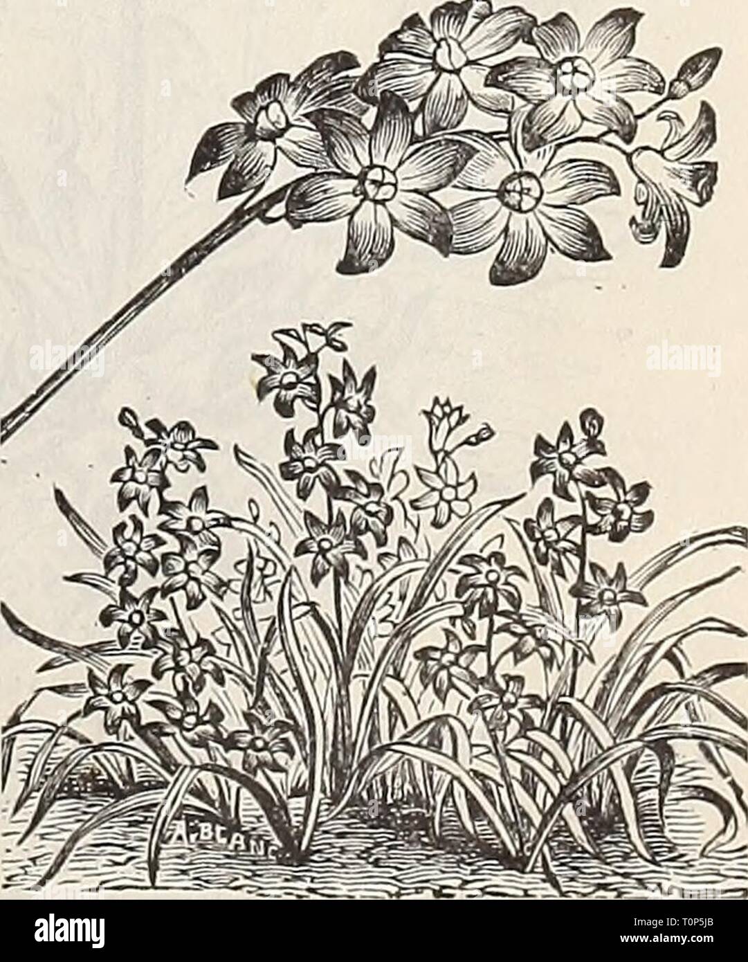 Dreer's autumn catalogue  1896 Dreer's autumn catalogue : 1896 bulbs, plants, seeds  dreersautumncata1896henr Year: 1896  chionodoxa. ( Glory of the Snow.) BABIANA. A charming genus with leaves of darkest green, thickly covered with downy hairs, and bearing showy spikes of flowers. They should have the pro- tection of a cold-frame, and are very successfully grown in pots. Height, 6 to 9 inches. Mixed Varieties. 3 for 10 cts., 40 cts. per doz., §3.00 per 100. CALOCHORTUS. (Mariposa, or Butterfly Tulip.) Very beautiful California bulbs, blooming in summer. The flowers are of rich and brilliant c Stock Photo