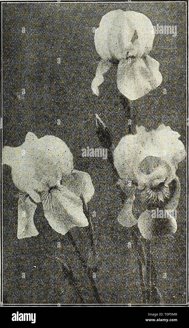 Dreer's autumn catalogue 1928 (1928) Dreer's autumn catalogue 1928  dreersautumncata1928henr Year: 1928  (flEHRyA-BREERj .BUIjES^KmLLPLANT^INi' 21 Various Iris We offer below some of the very finest species and varieties Iris Interregna An interesting type, the result of crossing /. gcrmanica with I. pumila hybrida. They bloom earlier than the German Iris, and the flowers combine perfection of form with large size and clear and decided colors. The foliage is dwarf, and maintains its freshness throughout the season. The flowerstems are almost 18 inches high, holding the flowers well above the f Stock Photo