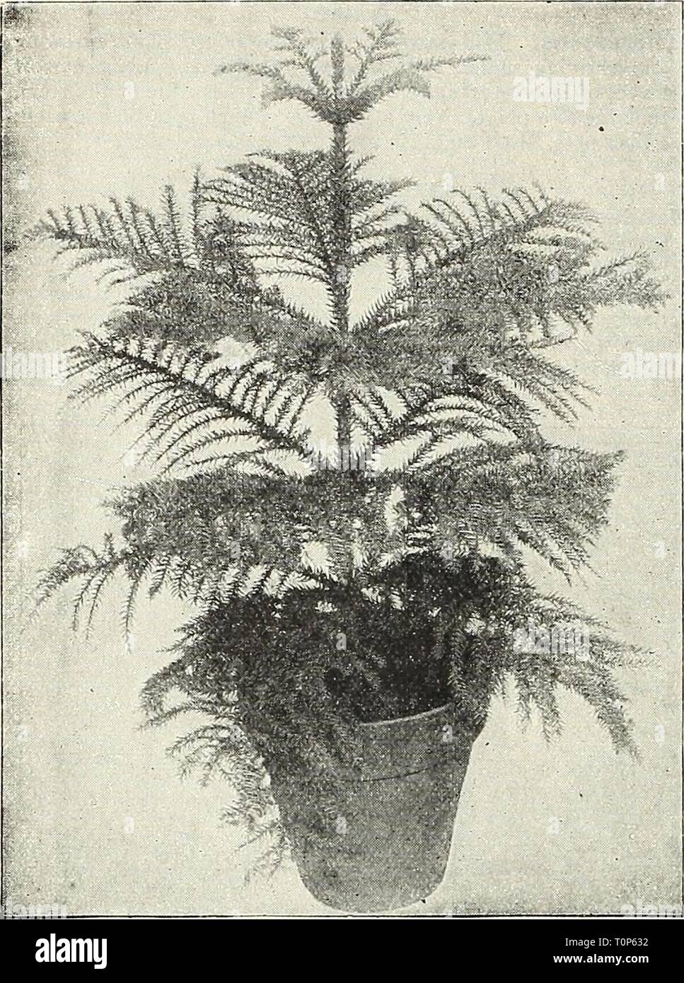 Dreer's autumn catalogue 1931 (1931) Dreer's autumn catalogue 1931  dreersautumncata1931henr Year: 1931  22 pJEAjgjj .QARDENflw GREENHOUSE PLANTS 'fflLMtM    Araucaria Excelsa Ardisia Crenulata. A very ornamental greenhouse plant with dark green, glossy, attractive foliage, bearing clusters of very brilliant red berries. A good subject for the window garden. Fine plants in 5-inch pots that will fruit this season. $2.00 each. Asparagus Plumosus Nanus (Asparagus Fern). There is no better plant for table decoration than this. The foliage is more delicate than that of the finest Fern, being lace-l Stock Photo