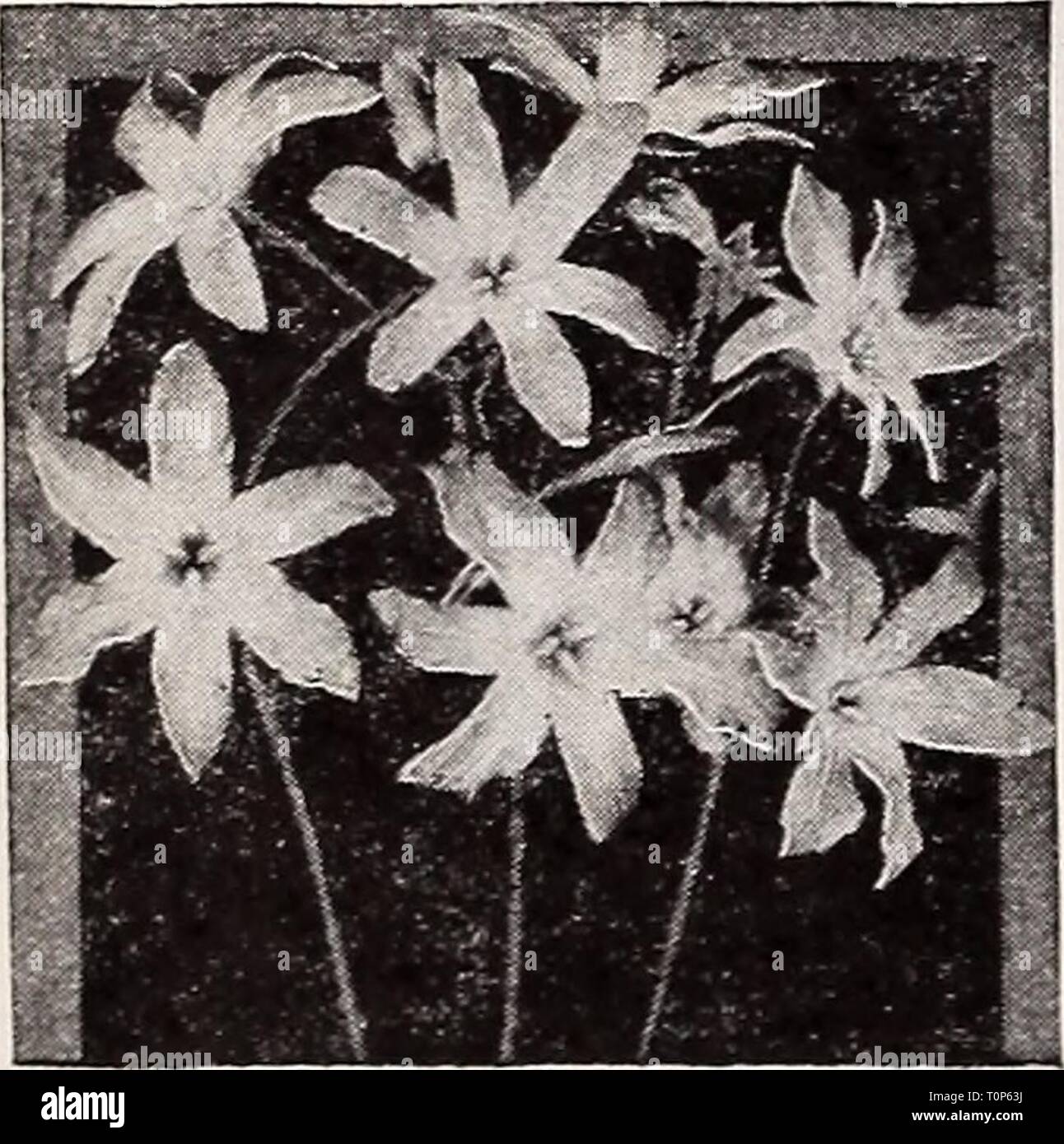 Dreer's autumn planting guide for Dreer's autumn planting guide for 1941  dreersautumnplan1941henr Year: 1941  Lycoris radiata 40-630 Lycons radiata September Spider Lily This often is erroneously 3 ^^^ 36c called Nerine or Guernsey Lily Order early and plant upon receipt to secure flowers this year. Place three bulbs in a five-inch pot. If planted too late they will develop foliage only. Keep foliage growing during the winter and spring. The leaves develop after the showy salmon-rose flowers which appear from September to November. The long pro- truding stamens add considerable interest. Mamm Stock Photo