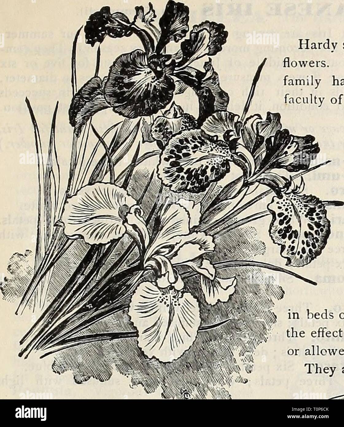 Dreer's autumn catalogue 1906 (1906) Dreer's autumn catalogue 1906  dreersautumncata1906henr Year: 1906  Dreer^s Autumn Catalogue, 1906. 23    IRIS (Flowering FlagâFleur=de-LIs). English iRib ENG1.KSH IRIvS. (I. Anglica.) Large, handsome flowers, â rich pu- pie, bhie and lilac col predominating; grows 18 t 20 inches high; perfectly hardy. (See cut.) Mont Blanc. A beautiful pure wiiite. 4 cts. each ; 40 cts. per dozen ; Â§3.0l) per 100. Mixed. All colors. 25 cts. per doz.; $1 7-5 per 100; 115.00 per 1000. Peacock Iris. (I. Pavonia.) An exquisite small vari- ety; flowers pure white, with a blue  Stock Photo