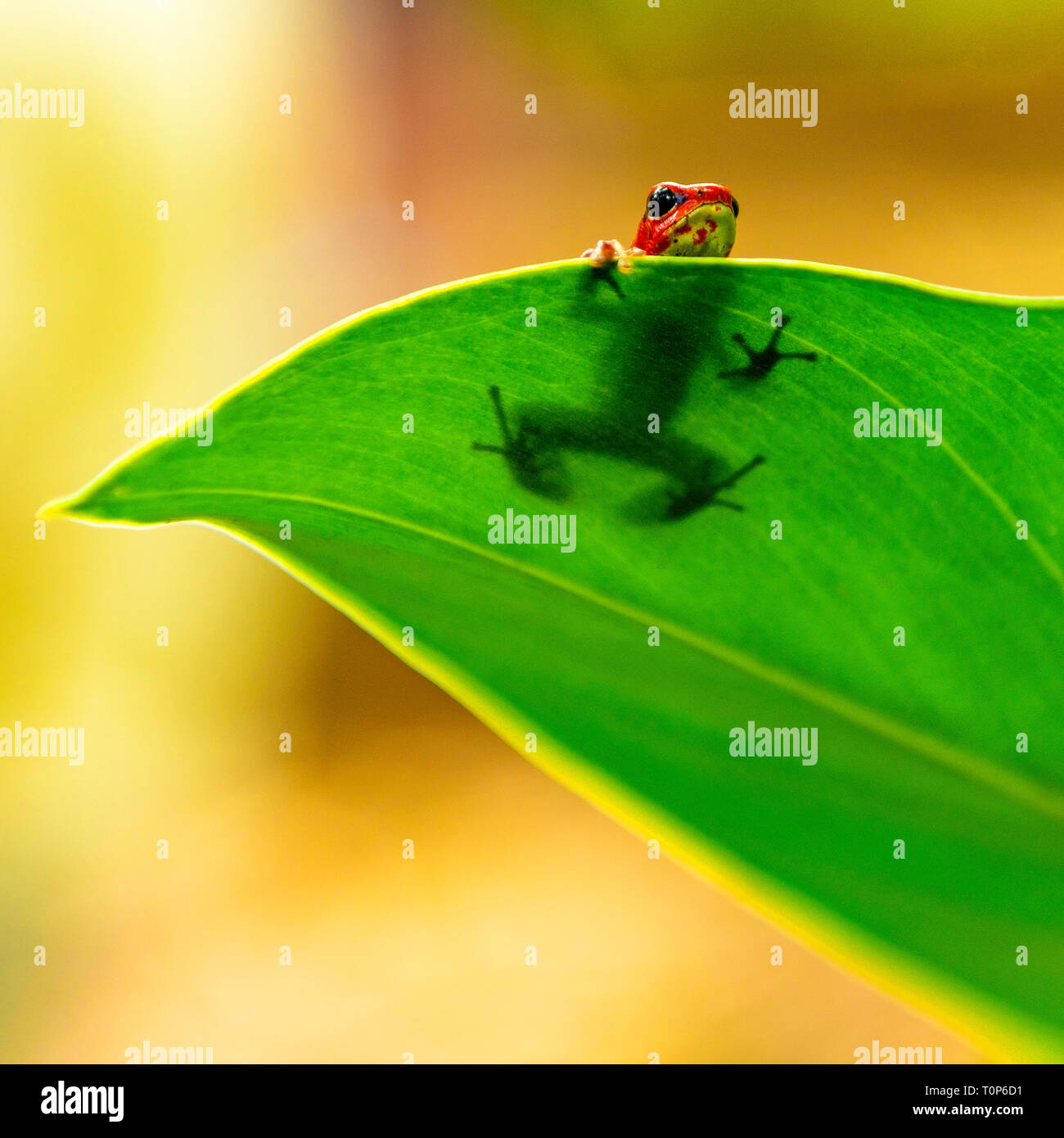 A red strawberry dart frog or poison arrow frog (oophaga pumilio) hiding behind a leaf, Bastimentos Island national park, Bocas del Toro, Panama. Stock Photo