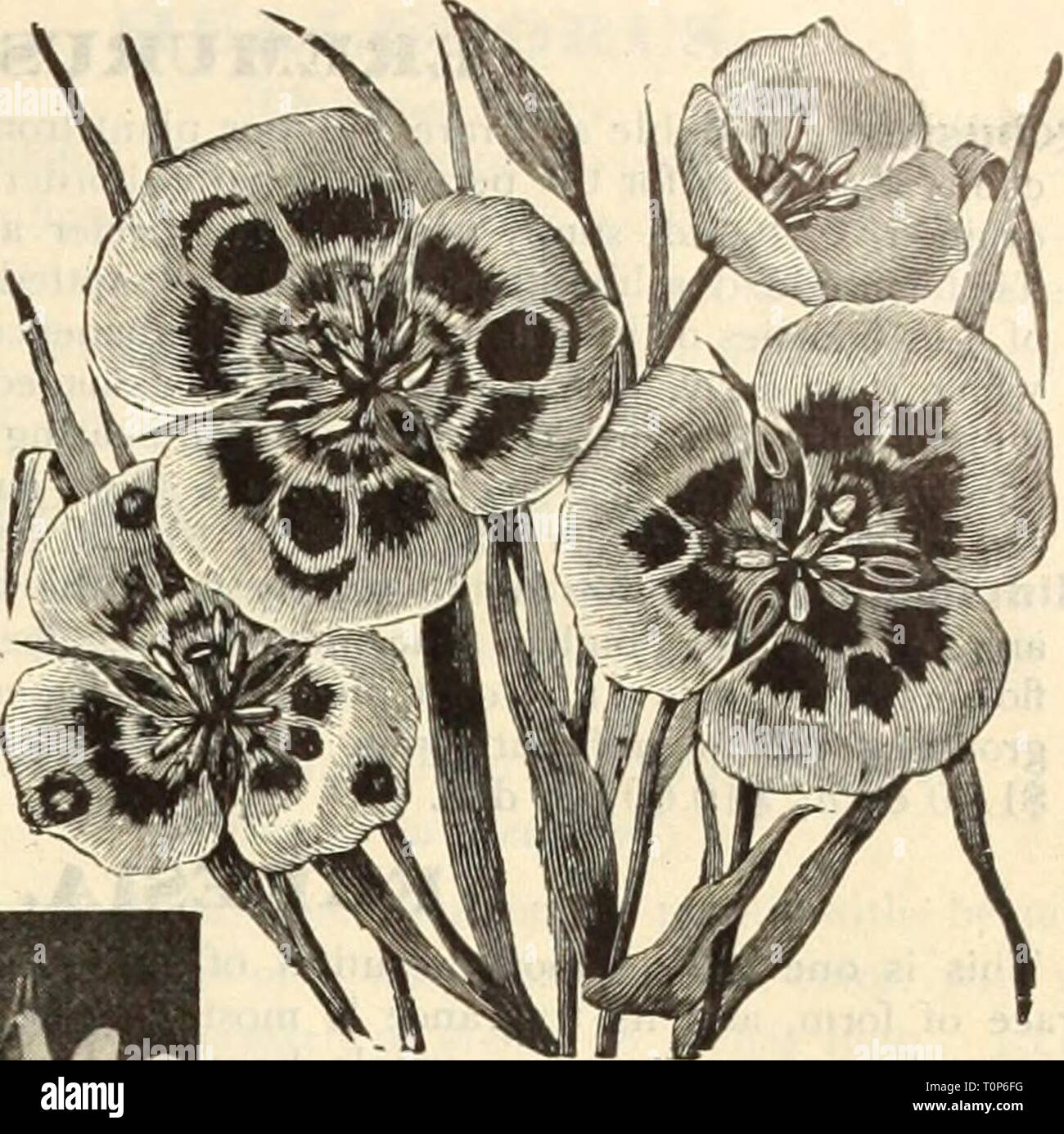 Dreer's autumn catalogue, 1913 (1913) Dreer's autumn catalogue, 1913  dreersautumncata1913henr Year: 1913  Chionodoxa. yellow and shades of orange, per 100. Calochortus. Crown Imperials. (Frit ilia ria Imperial is. Very showy and stately early spring- blooming plants. The flowers are bell-shaped, and are borne in a whorl at the top of the plant, which grows from 3 to 4 feet high; will grow well in any good garden soil. At the time of planting the soil should be deeply dug and well manured. They should be planted two or three in a clump, 6 inches deep, and then left alone for years. When establ Stock Photo