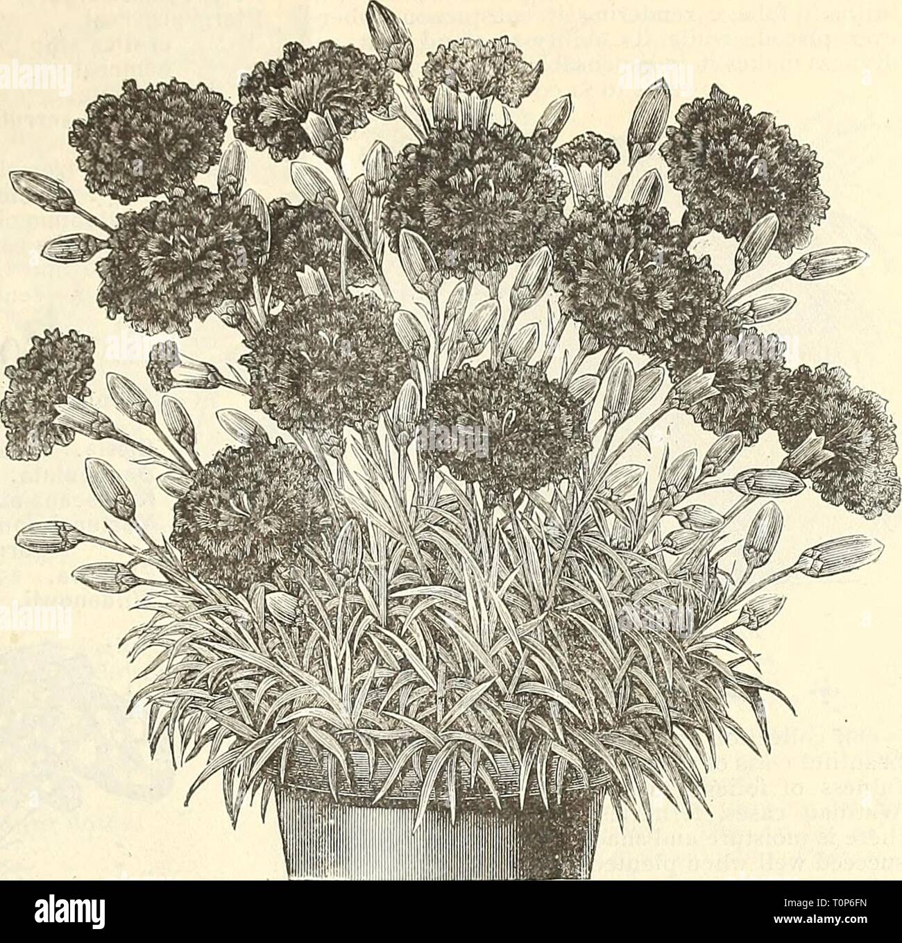 Dreer's bulb list  1887 Dreer's bulb list : 1887  dreersbulblist181887henr Year: 1887  Dreefts HUTUMN l^LANT LilST. 23 CARNATIONS Buttercup. Rich golden yel- low, streaked with car- mine ; of vigorous habit and very flcriferous. The florets are large, full and very double. Dawn. This is a new de- parture in Carnations, be- ing neither what is called a straight or solid color, or variegated, but a blend- ing from the centre of the flower outwards, of a soft delicate pink or rose color to pure white at the edge, delightful fragrance. Crimson King. Dark crim- son scarlet; very large. Duke of Oran Stock Photo