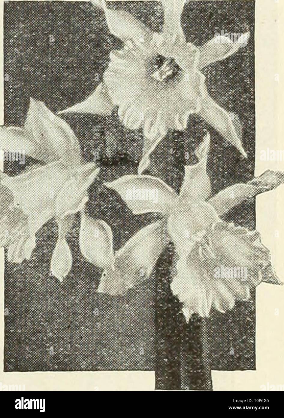 Dreer's bulbs  plants, shrubs, Dreer's bulbs : plants, shrubs, and seeds for fall planting  dreersbulbsplant1936henr Year: 1936  The graceful Triaii'lrus albua These lovely Narcissus are particularly, suited to plant- ing in the rock garden. Placed in groups of six or more bulbs, they add a charming effect to the spring display of the garden. In addition to the varieties described below all of the Jonquils but particularly the Single Sweet-Scented variety are exceptionally fine for rock garden planting. Bulbicodium conspicuus {The Hoop Petticoat Nar- cissus). This lovely little treasure grows  Stock Photo