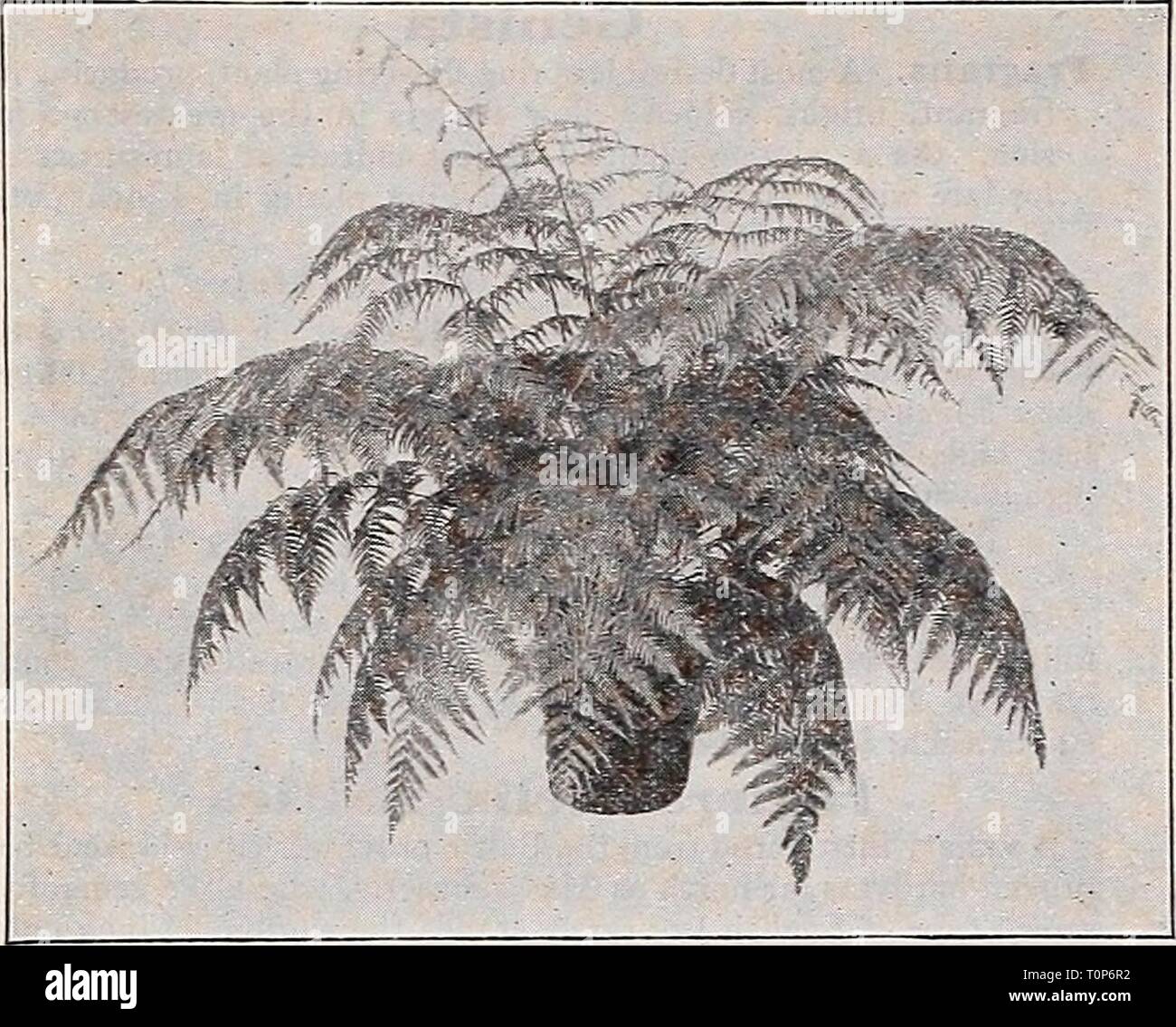Dreer's autumn catalogue (1933) Dreer's autumn catalogue  dreersautumncata1933henr Year: 1933  ^^ Select Flowering and Decorative Plants for House and Conservatory    ClBOIICJI SCHIEDEI (Mexican Tree Fern) Asplenium Nidus Avis (Bird's Nest Fern) We have a splendid lot of this interesting Fern which is well suited for house culture. 2j- inch pots, 35 cts.; 3§-inch pots, 75 cts. each. Cibotium Schiedei (Mexican Tree Fern) One of the most desirable and valuable Ferns for room decora- tion. 4-inch pots, §1.00; 6-inch pots, S2.50; 8-inch pots, S5.00. Specimen Plants in iO-inch tubs, S7.50 each. Pla Stock Photo