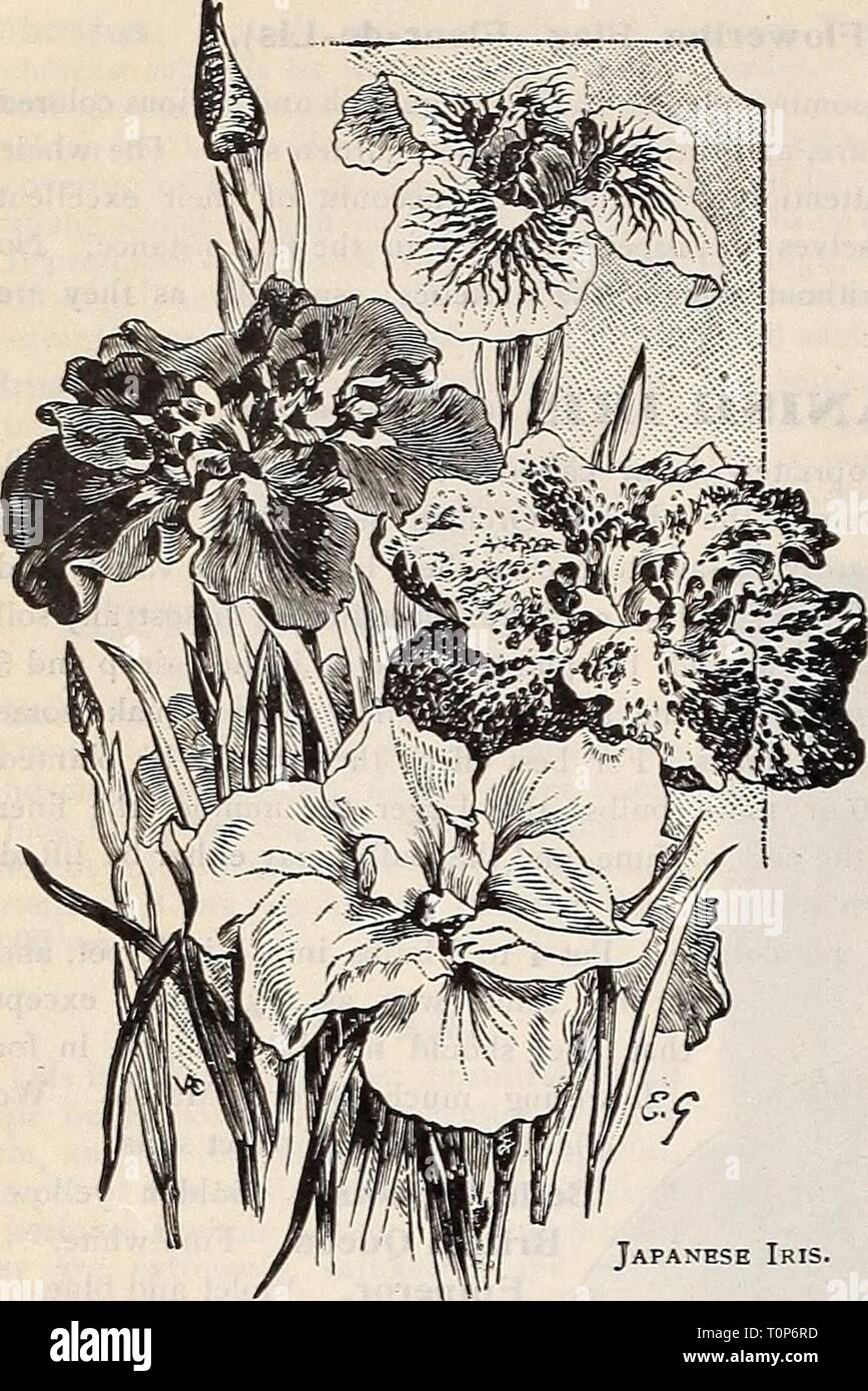 . iiolet Japanese Iris. -No. 79. Kokirin. Three petals; rose tinted white 