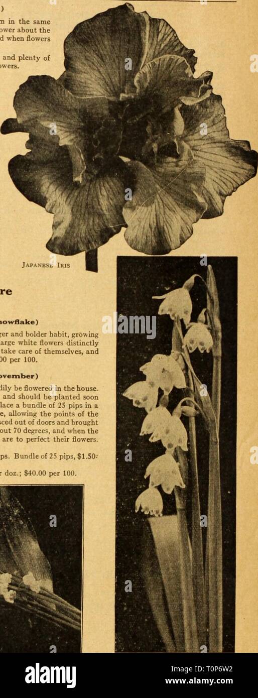 Dreer's autumn catalogue 1926 (1926) Dreer's autumn catalogue 1926  dreersautumncata1926henr Year: 1926  24 (flEHiyA-DKEE^ BULBS S R^LL PLANTING ^miBIEH'fflill^ Japanese Iris (ins Kaempferi) The improved forms of this beautiful flower have placed them in the same rank popularly as the Hardy Phloxes and Peonies. Coming into flower about the middle of June, and continuing for 3 to 4 weeks they fill in a period when flowers of this attractive type are particularly welcome. They succeed in almost any soil and position, but like rich soil and plenty of water when they are forming their buds and dev Stock Photo