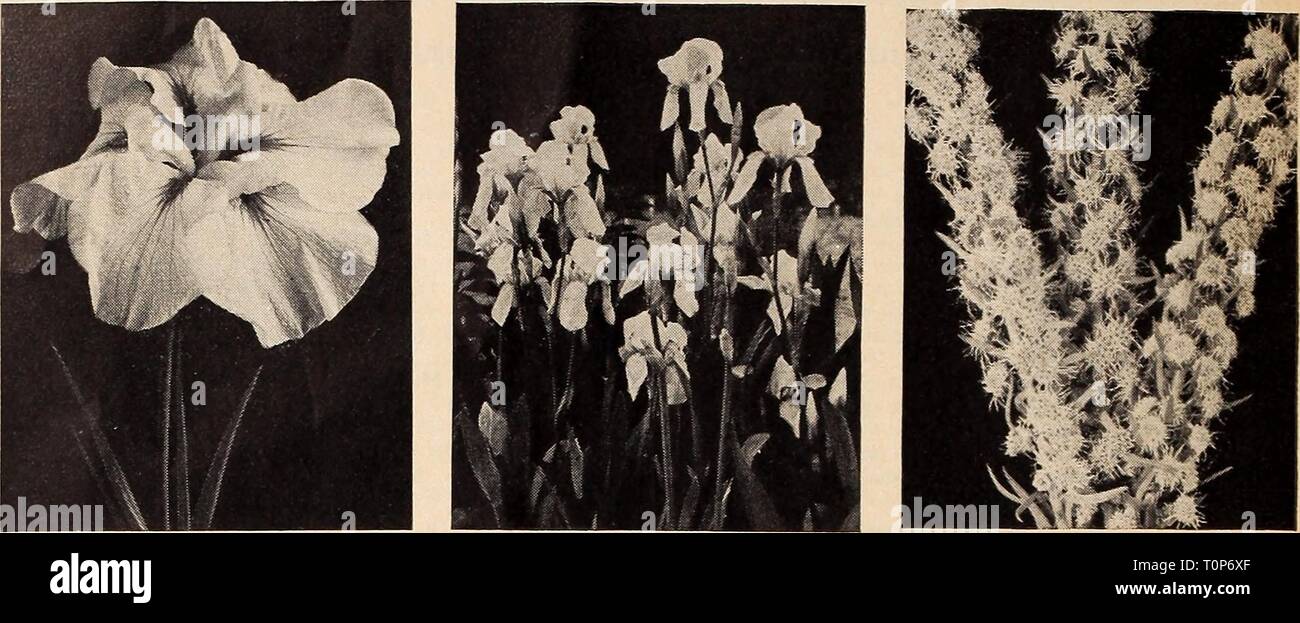 Dreer's autumn planting guide for Dreer's autumn planting guide for 1940  dreersautumnplan1940henr Year: 1940  DREER'S HARDY PERENNIAL PLANTS    Japanese Iris Dreer's Japanese Iris Iris Kaempferi ® These noble Iris are the most beautiful of the species and are becoming more popular each season. They begin blooming in mid-June and continue for about 5 or 6 weeks. Many of the flowers measure from 10 to 12 inches in diameter. While they succeed in almost any soil and under any conditions they delight in a rich, deep, moist position. 17-355 Catherine Parry. Blue overlaid with violet; double. 17-35 Stock Photo