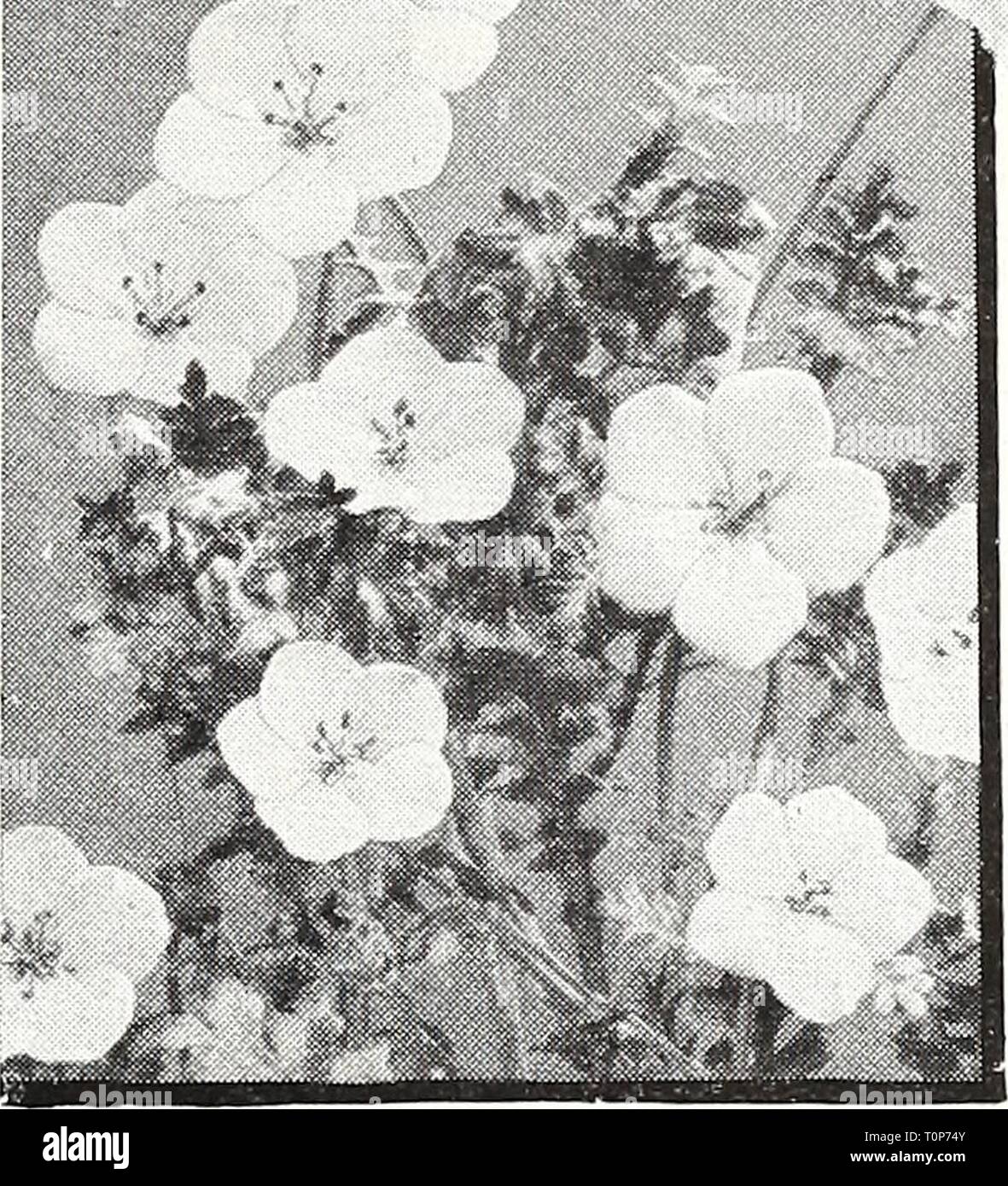 Dreer's 1950 (1950) Dreer's 1950  dreers19501950henr Year: 1950  J^IA Nasturtium —Double Gleam Hybrids Nierembergia—Bfue Cups Coerulea, 3159. (Hippomanica.) Charming 8-inch annual covered with cup-shaped lavender-blue flowers from mid- summer until frost. Splendid for dwarf MMMMmM beds, borders and rock gardens. Pkt. 20(/'. Purple Robe, 3161. Deep violet blooms on compact, free-flowering plants, 6 inches tall. Pkt. 25^. NEMOPHILA, Insignis Blue, 3143. (Baby Blue Eyes.) A charming annual with grace- ful light blue flax-like flowers. Blooms all summer. 8 inches. Pkt. 10^?. NIGELLA, Miss Jekyll,  Stock Photo