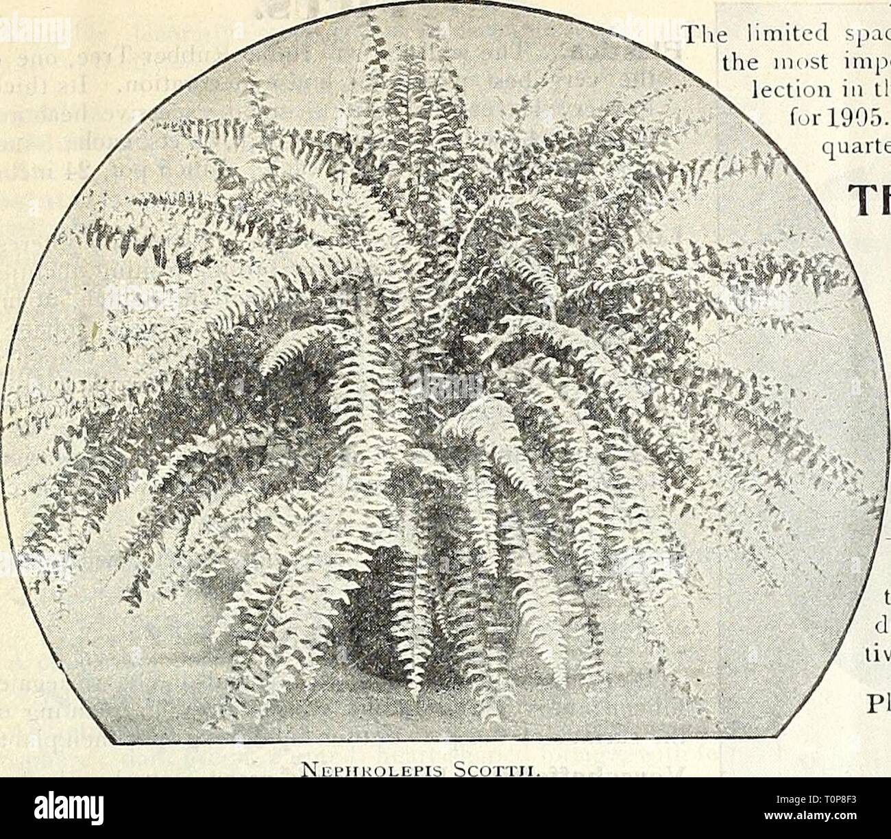 Dreer's autumn catalogue 1905 (1905) Dreer's autumn catalogue 1905  dreersautumncata1905henr Year: 1905  Dreer's Autumn Catalogue, 1905. 33    FINE FERNS. ADIANTUM CUNEATUM. The most pOfJulai- of the .Maiden-hair Ferns, and which, with careful treatment, will succeed as a house plani. Strong plants, lo CIS., 25 els. and .jj cts. each. ADIANTUM FARI.EYE1SSE. The most beautiful of the Mai.ien-hairs, but reiiuires the moist atmosphere of the greenhouse for its successlul cultiva- tion. 25 cts., 50 cts. and $L.OO each. DAVALI.IA FIJIENSIS PEUMOSA. (The Fiji I.slaiid Fern.) A iiiOit beautiful I'ern Stock Photo