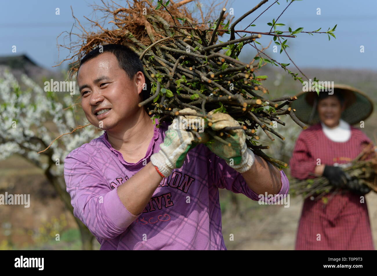 (190321) -- TONGREN, March 21, 2019 (Xinhua) -- Farmers convey saplings at Hunzhai Village of Tongren City, southwest China's Guizhou Province, March 21, 2019, also the day of 'Chunfen'. Chunfen, which literally means Spring Equinox or Vernal Equinox, falls on the day when the sun is exactly at the celestial latitude of zero degrees. (Xinhua/Yang Ying) Stock Photo