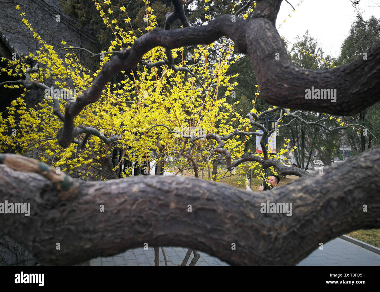 (190321) -- BEIJING, March 21, 2019 (Xinhua) -- Photo taken on March 19, 2019 with a mobile phone shows a tourist taking photos of flowers at Ritan Park in Beijing, capital of China. (Xinhua/Meng Chenguang) Stock Photo